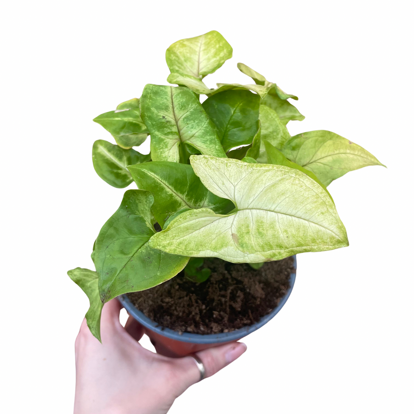 Syngonium Podophyllum ‘Mango Allusion’