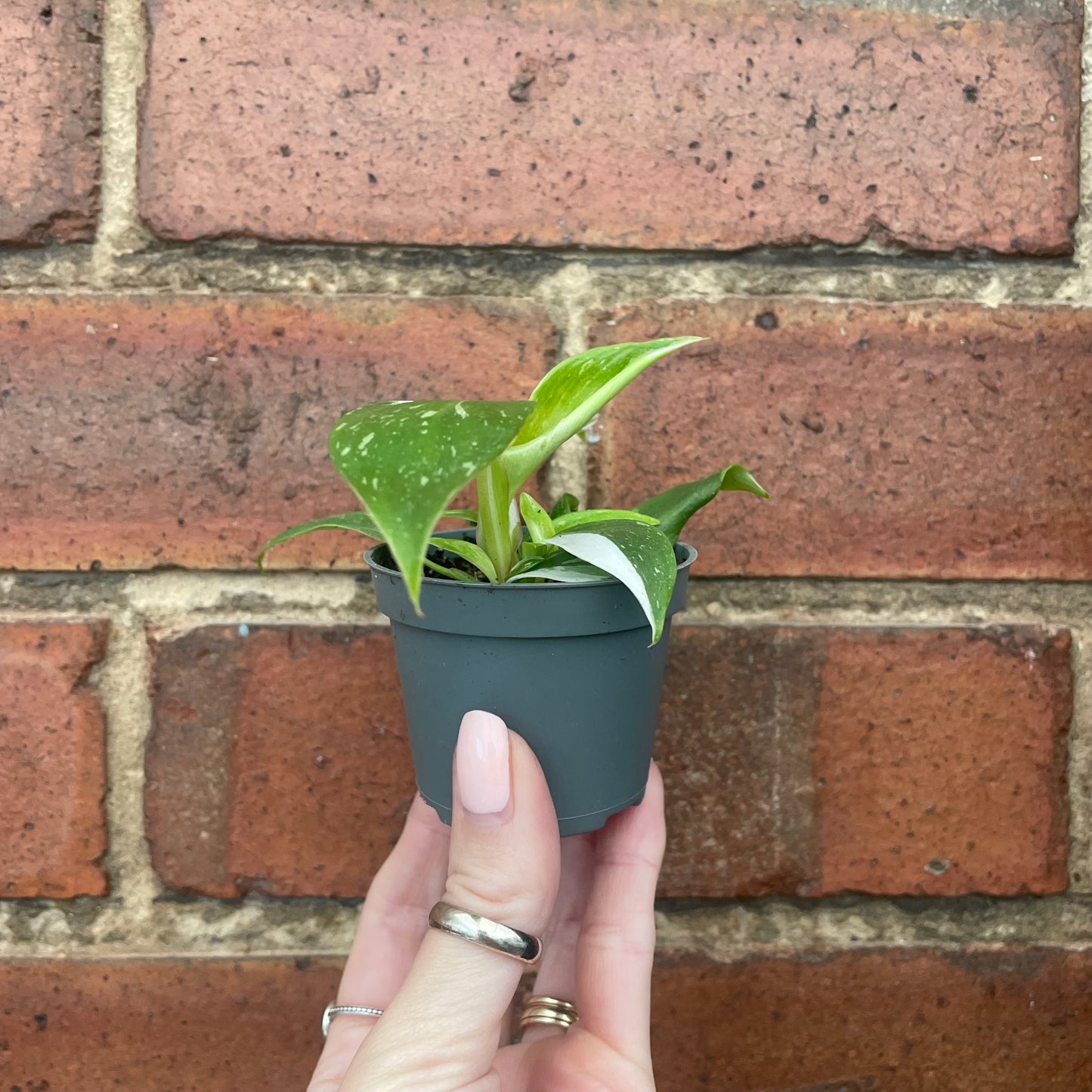 Baby Philodendron White Princess