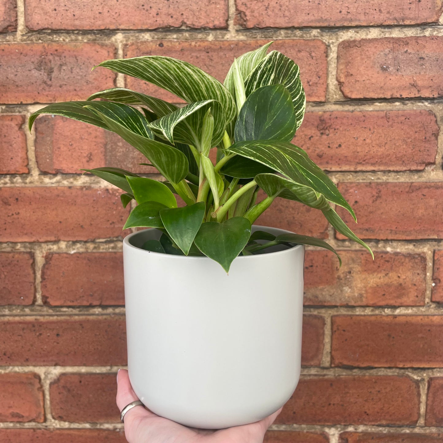 Philodendron Birkin White Wave 12cm Pot