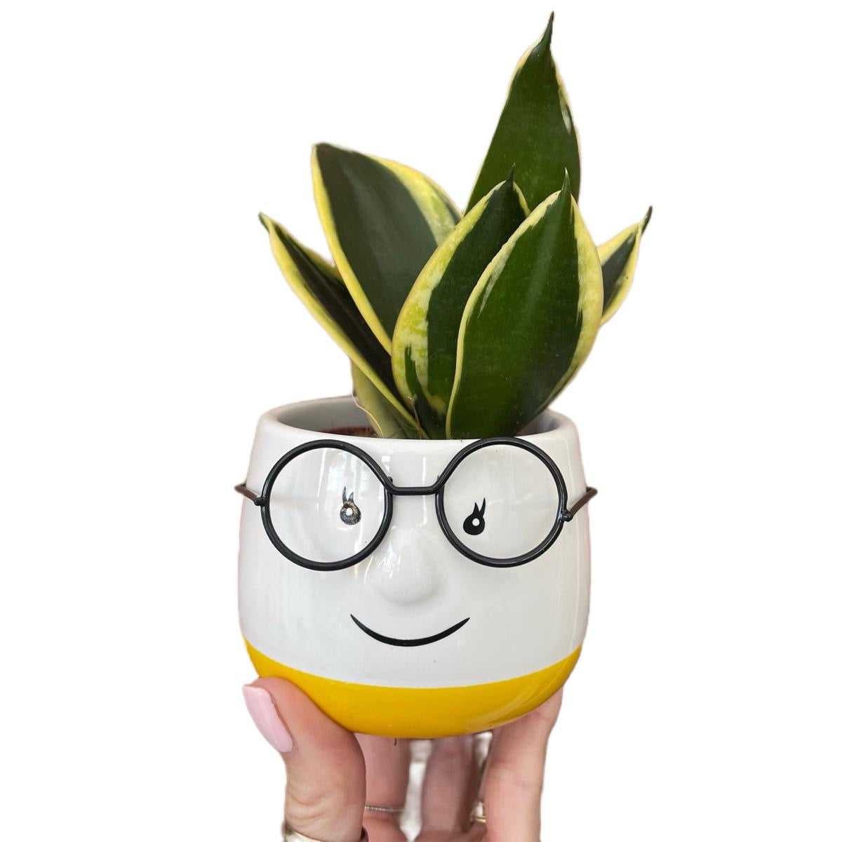 Mini Ceramic Walter Plant Pot-Yellow