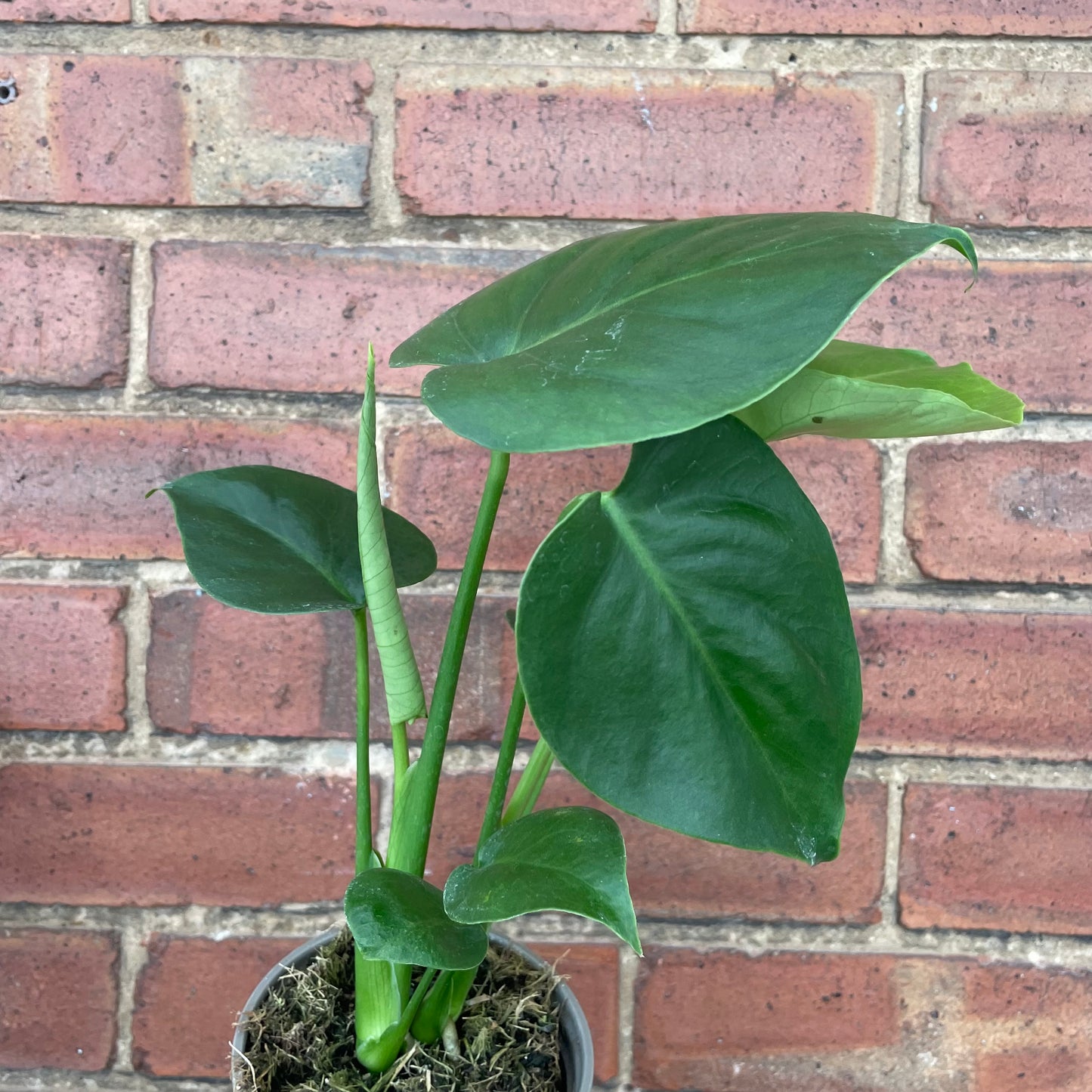 Monstera Deliciosa Swiss Cheese Plant