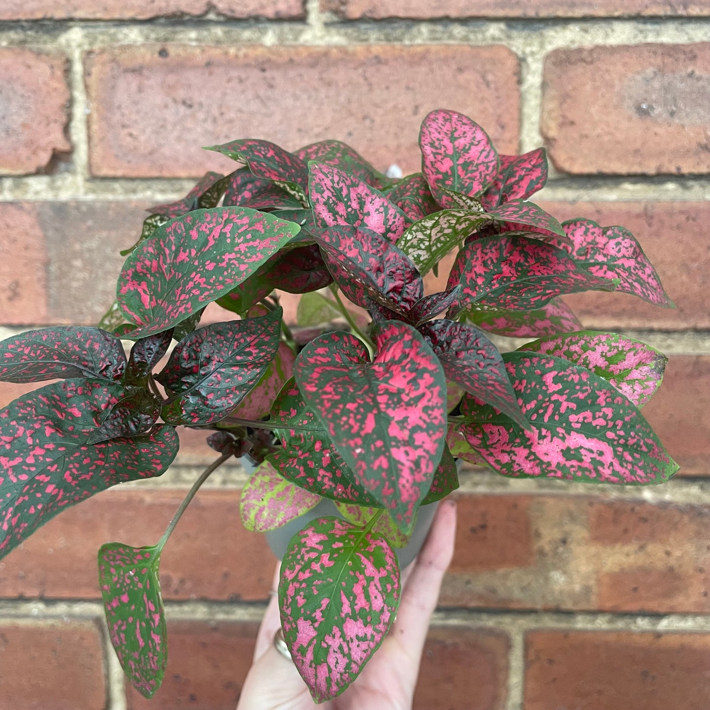 Hypoestes Phyllostachya Polka Dot Plant