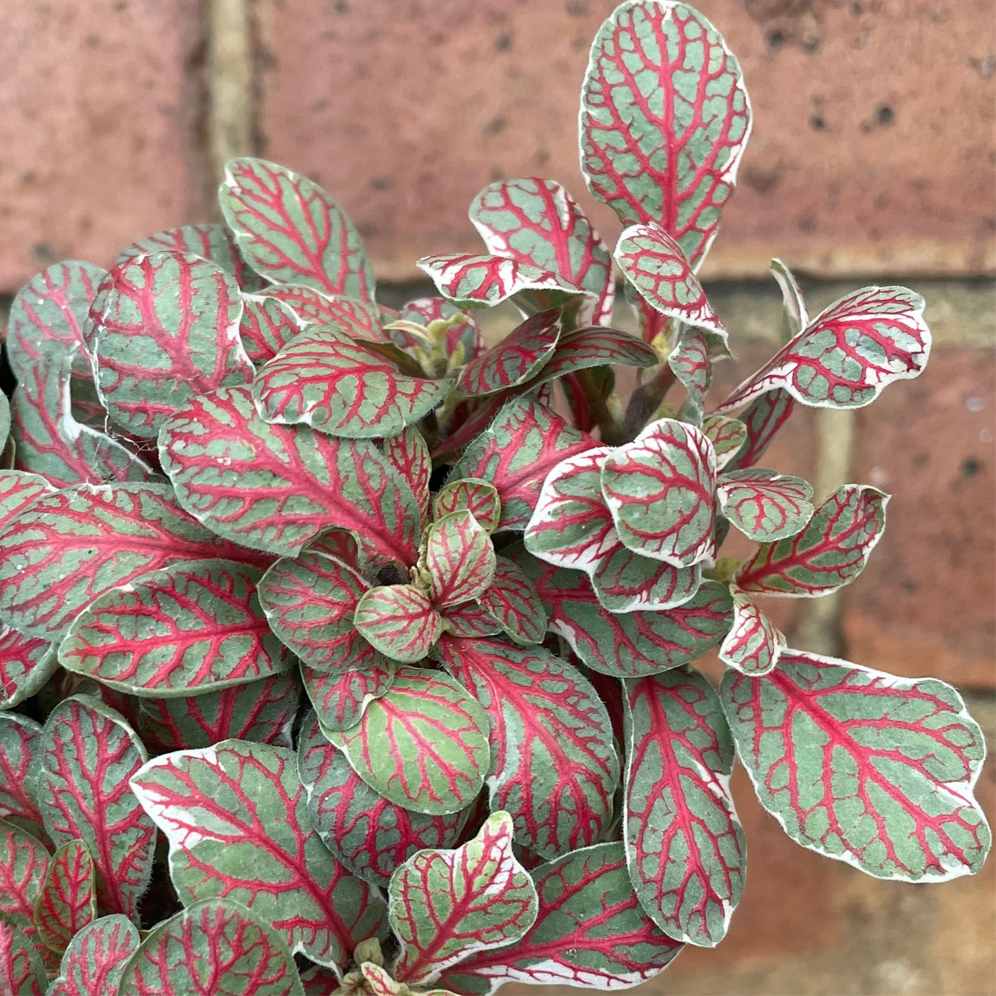 Fittonia Nerve Plant 'Grey Sensation'