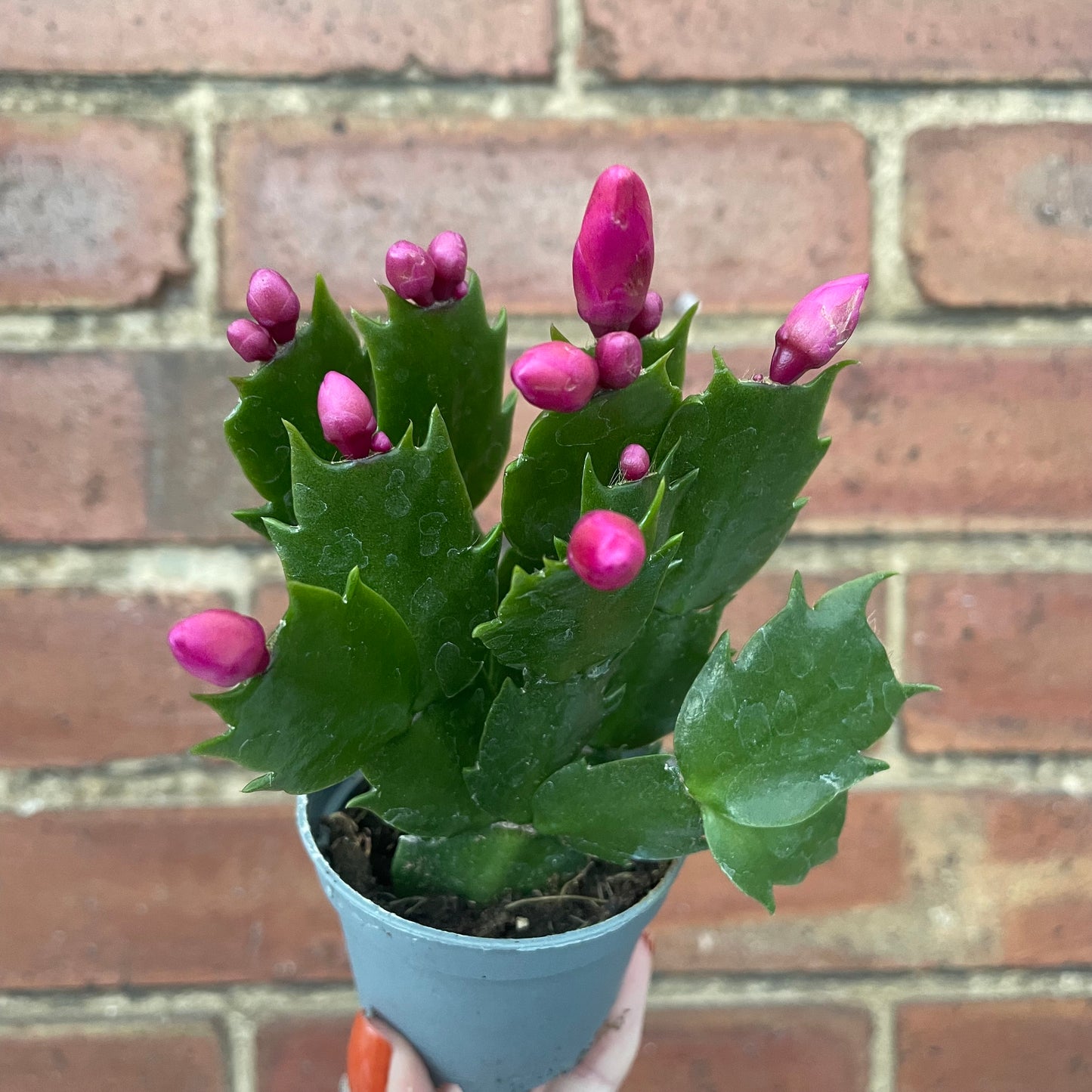 Baby Schlumbergera Christmas Cactus