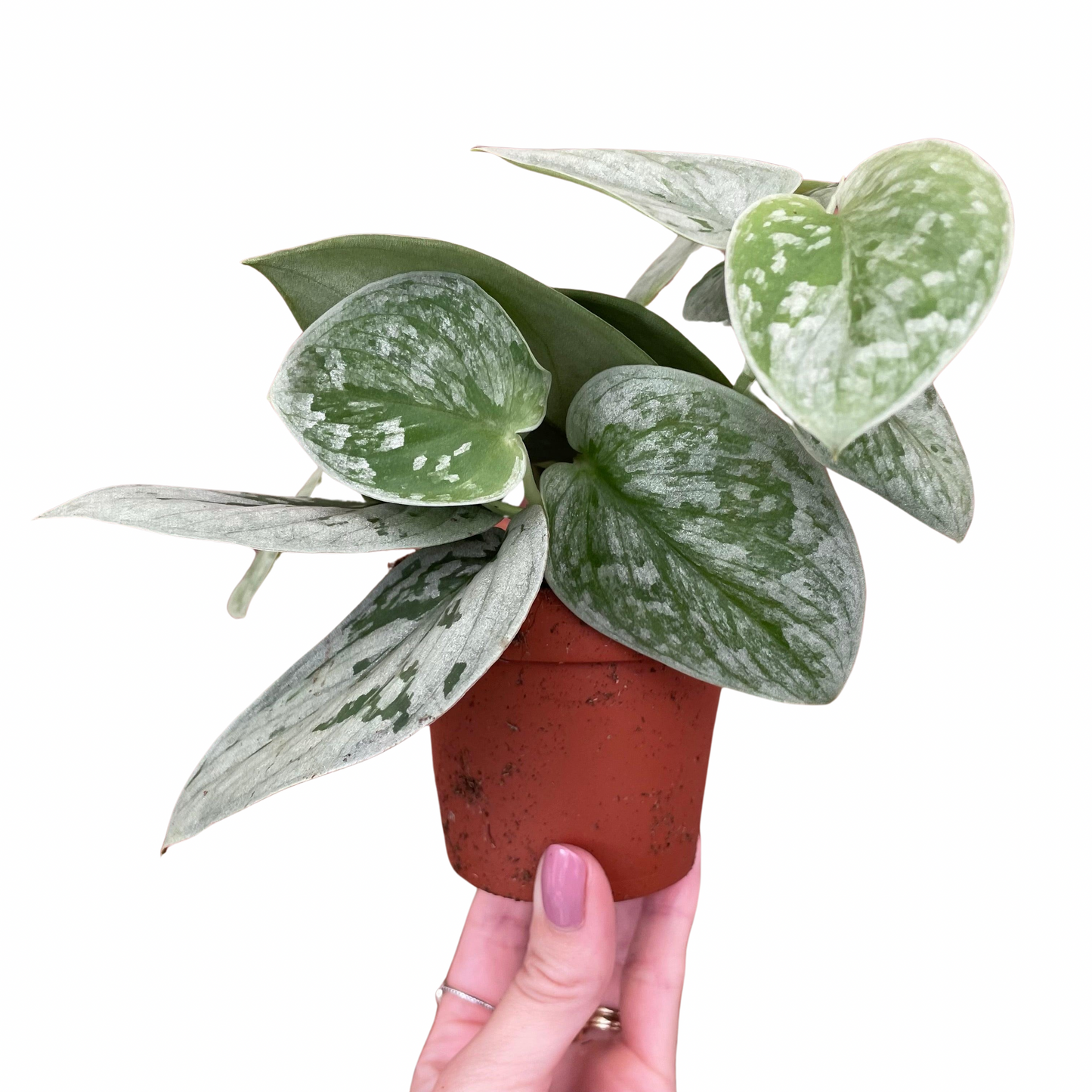 Scindapsus Pictus Silvery Ann Satin Pothos