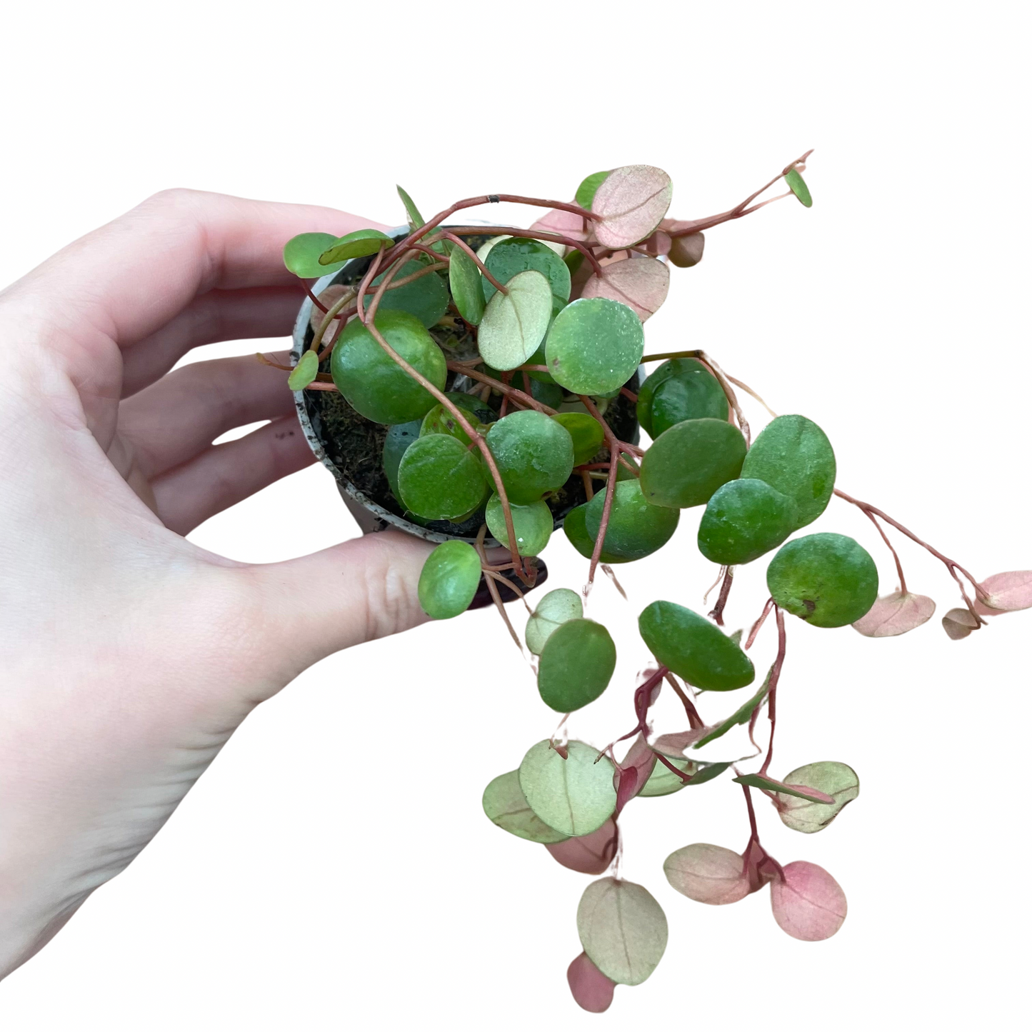 Baby Peperomia Pepperspot String Of Coins