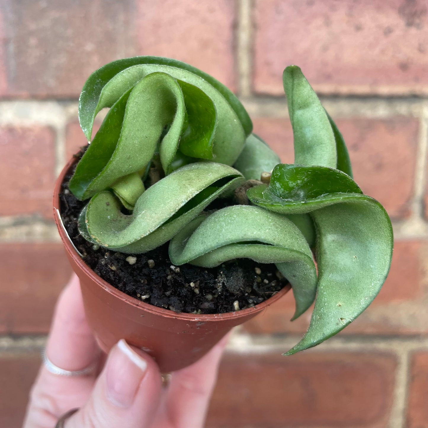 Baby Hoya Carnosa Compacta