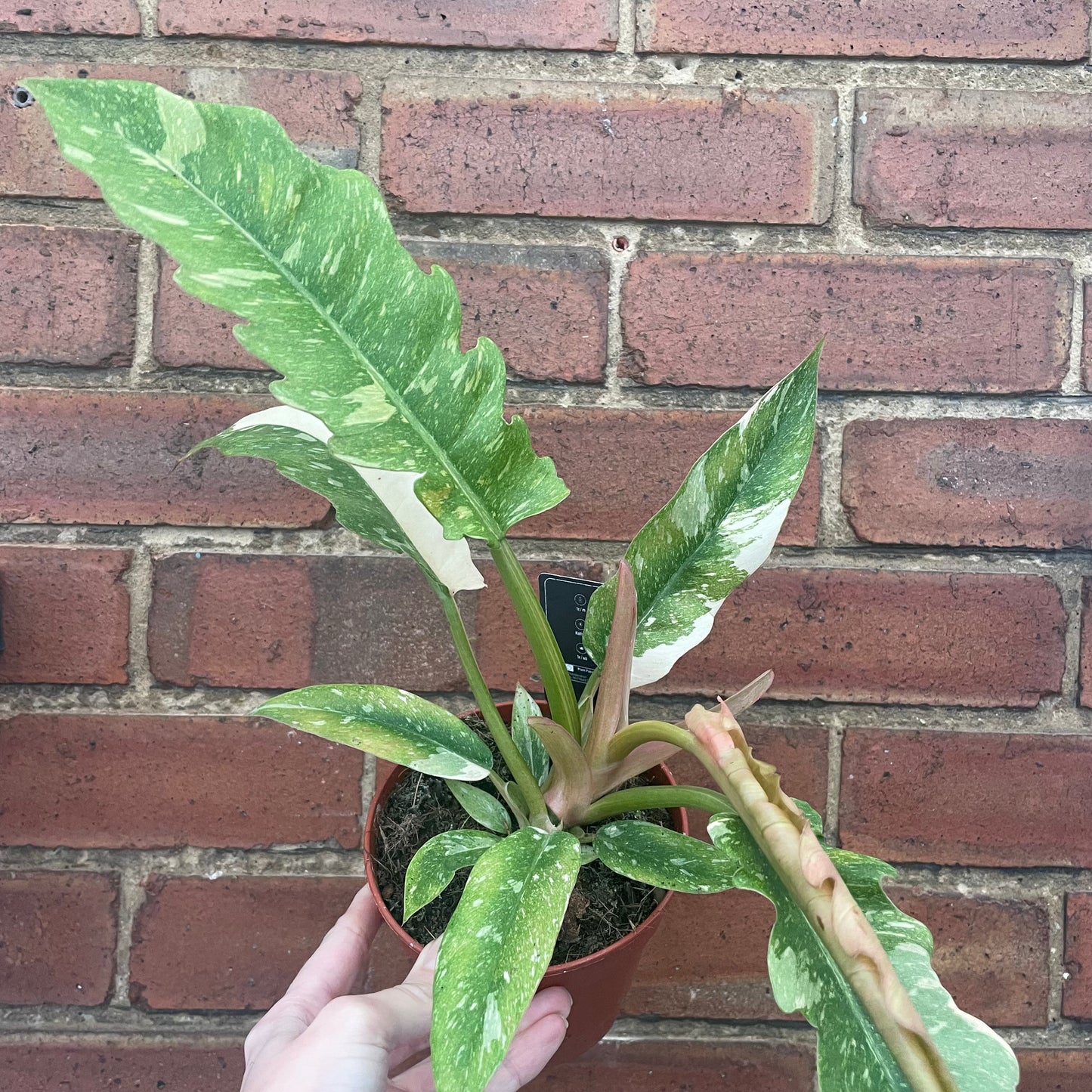 Philodendron Ring Of Fire