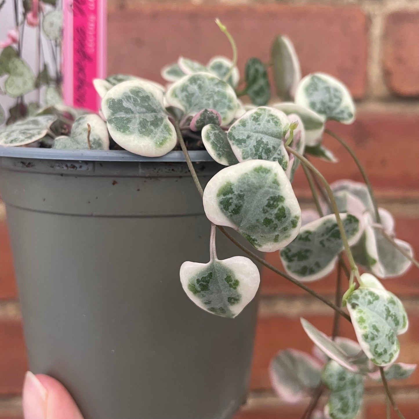Variegated String of Hearts Ceropegia Woodii 8cm