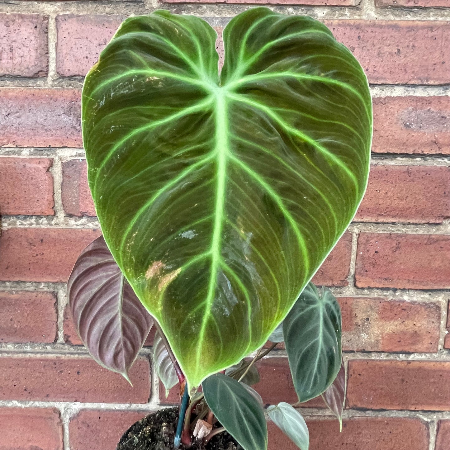 Philodendron El Choco Red