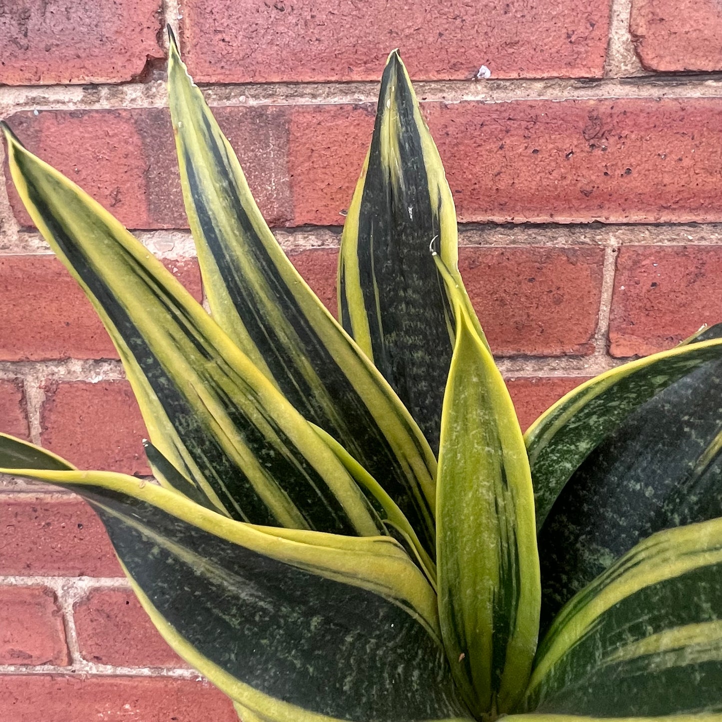 Sansevieria Futura Superba