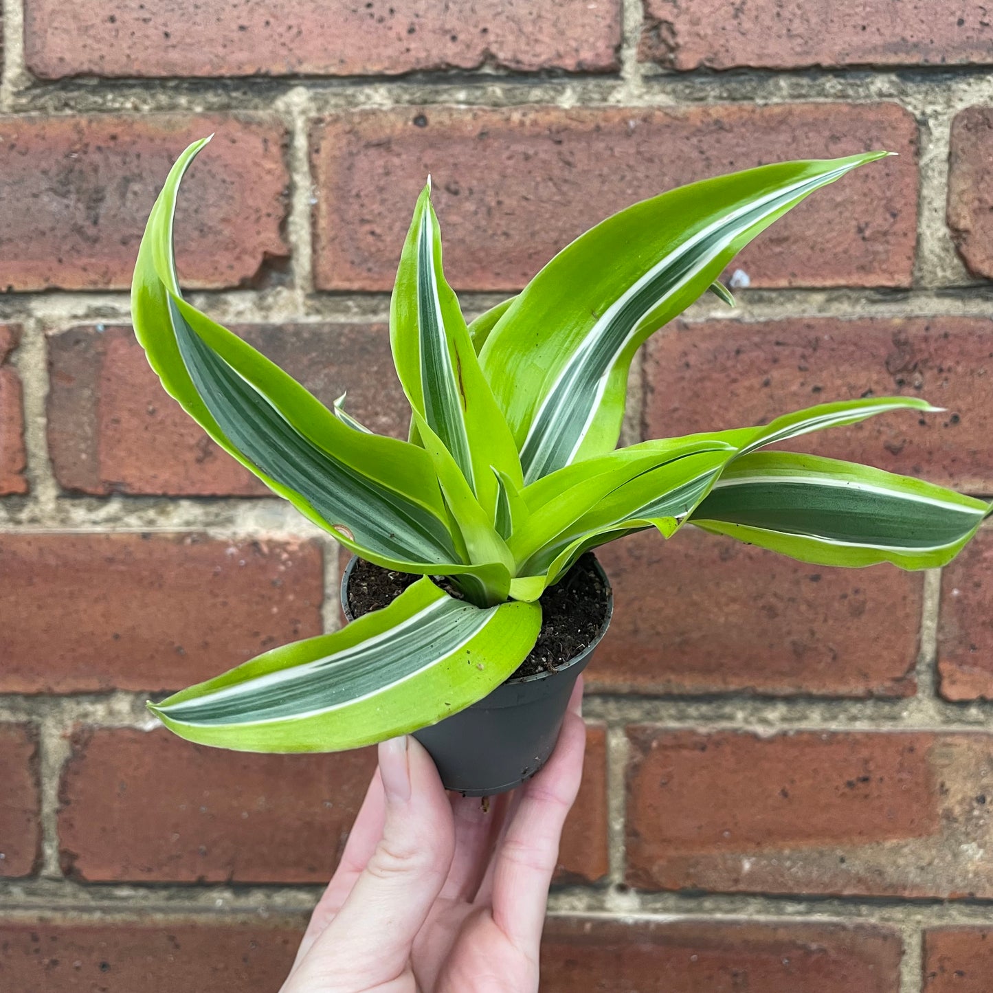 Baby Dracaena Deremensis Lemon Lime