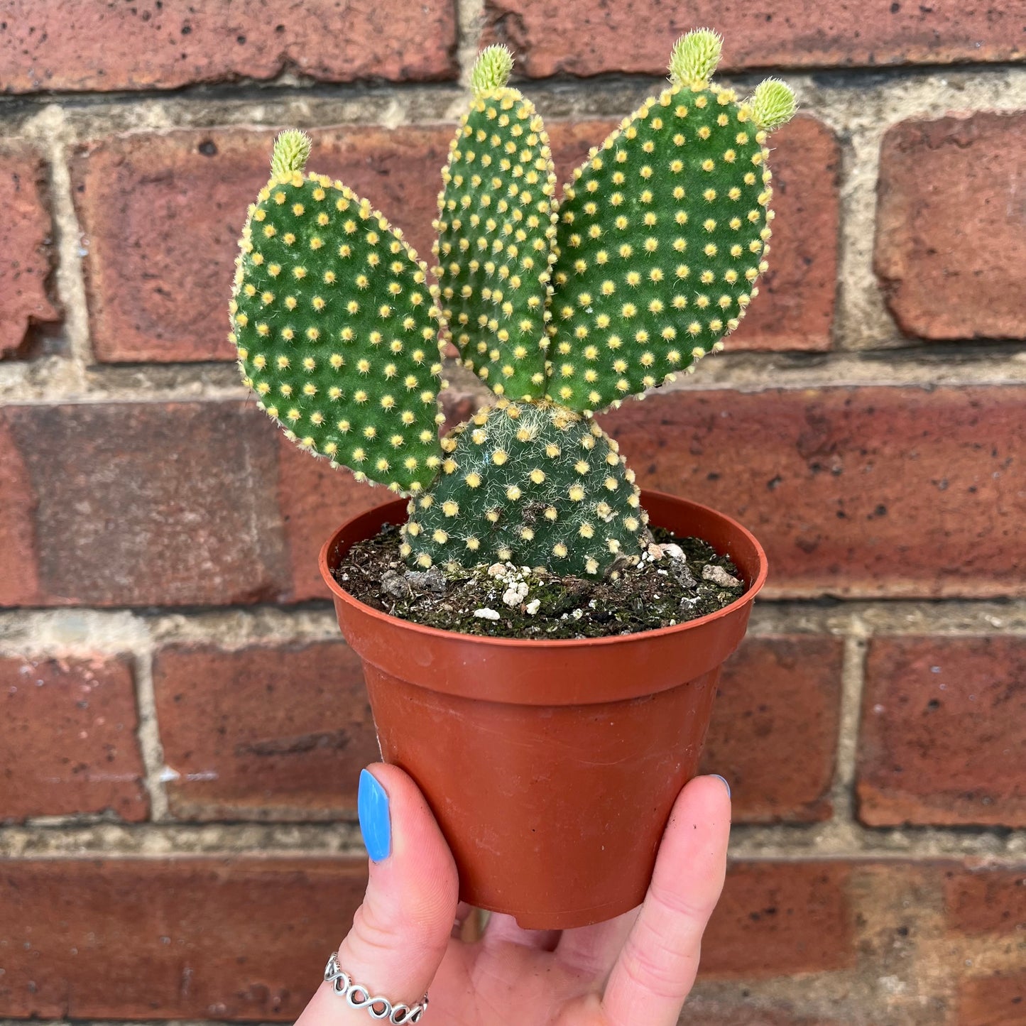 Cactus Mix