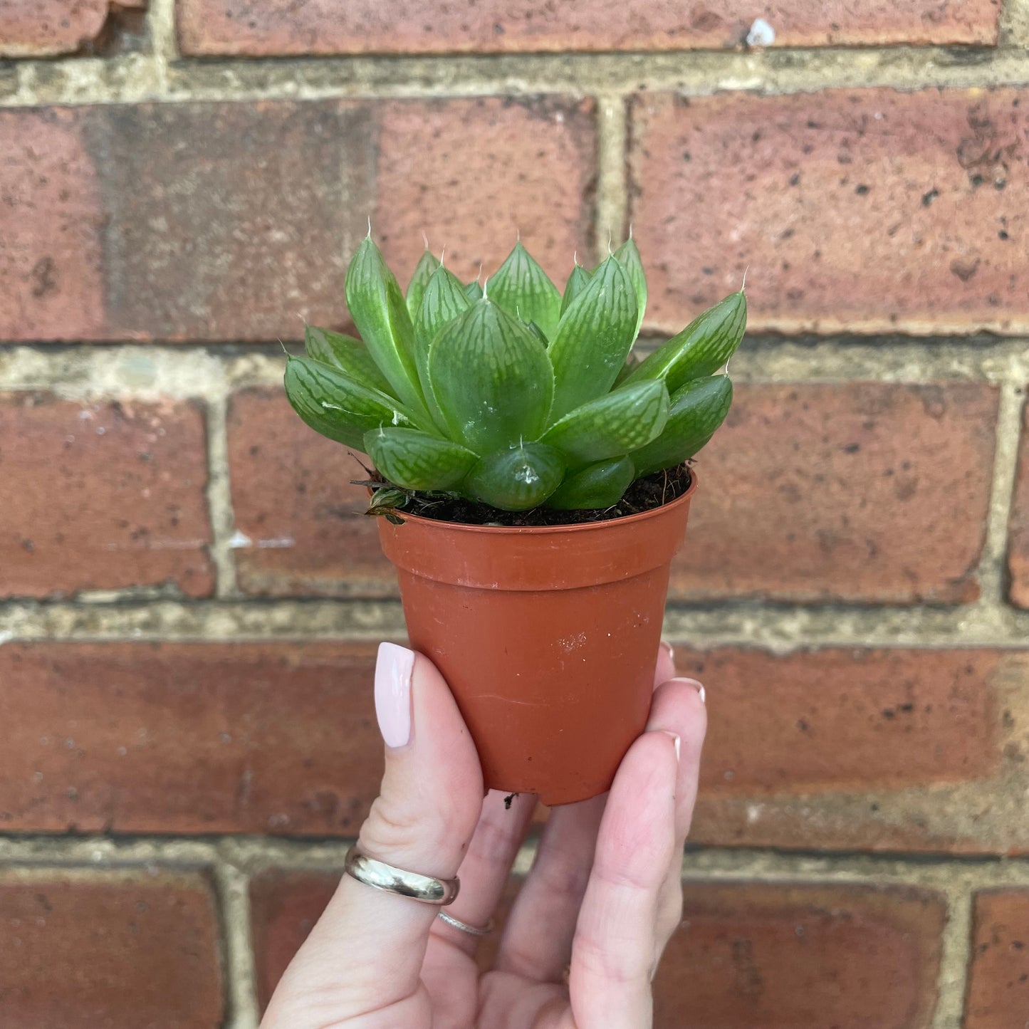 Baby Haworthia Cooperi