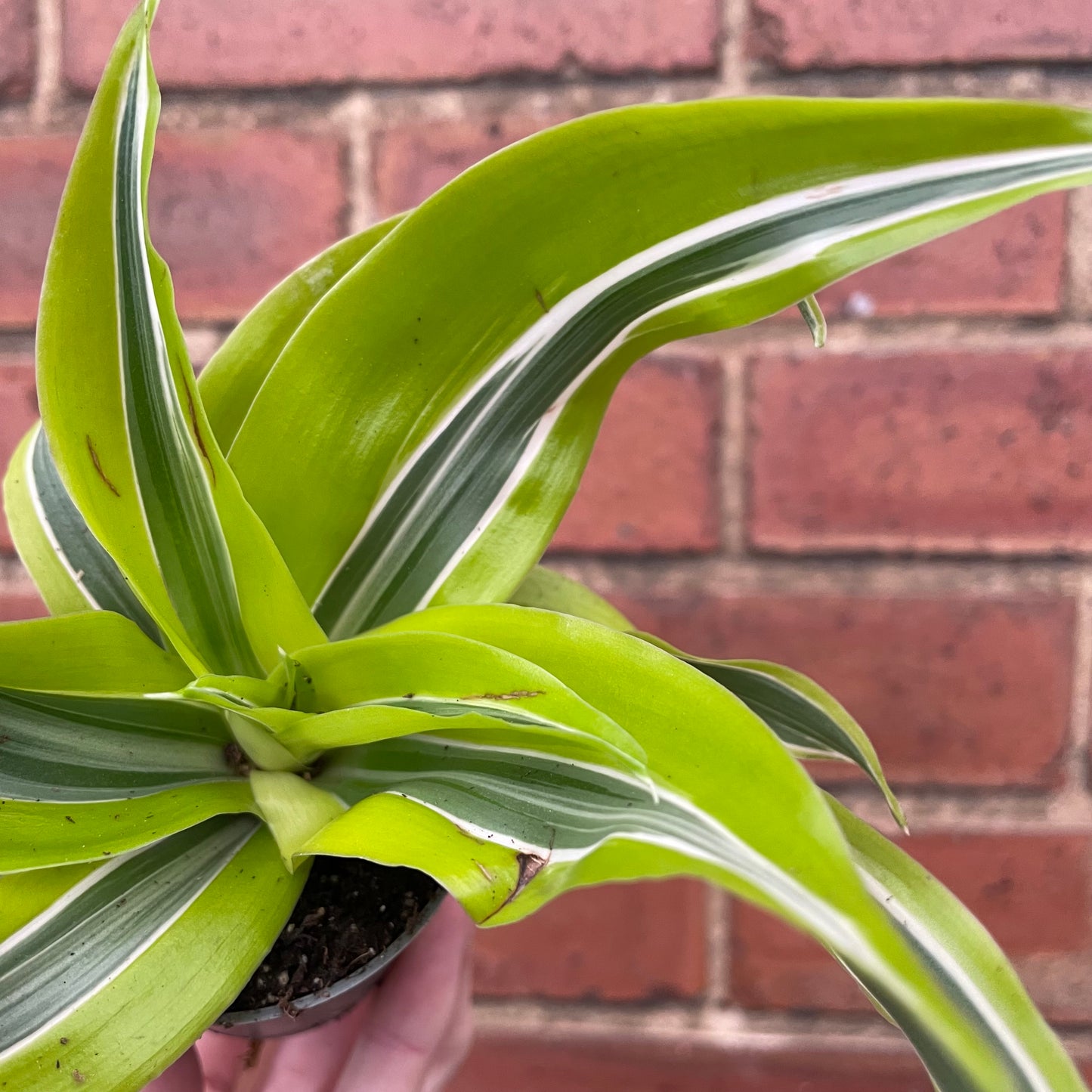 Baby Dracaena Deremensis Lemon Lime