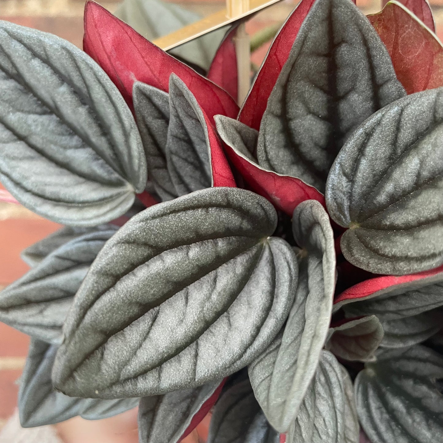 Peperomia Caperata Santorini 12cm pot