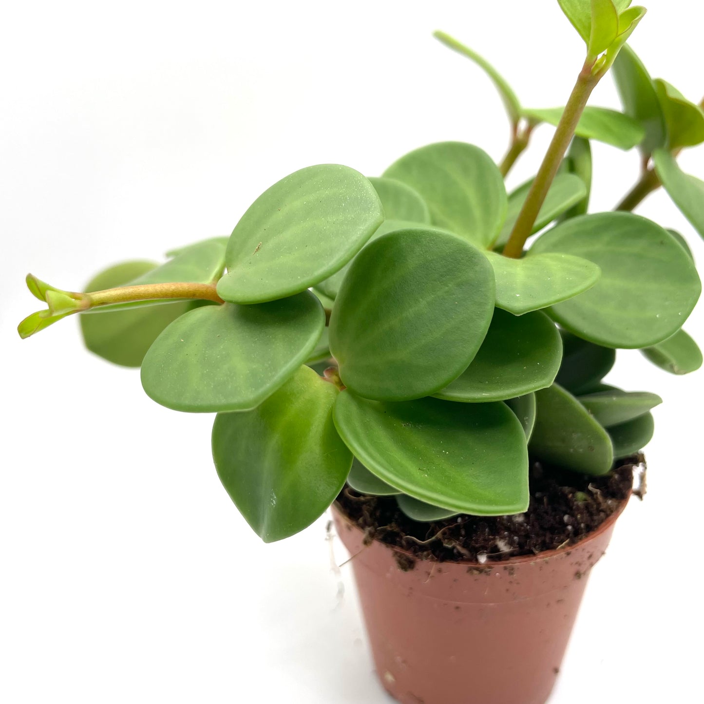 Baby Peperomia Hope