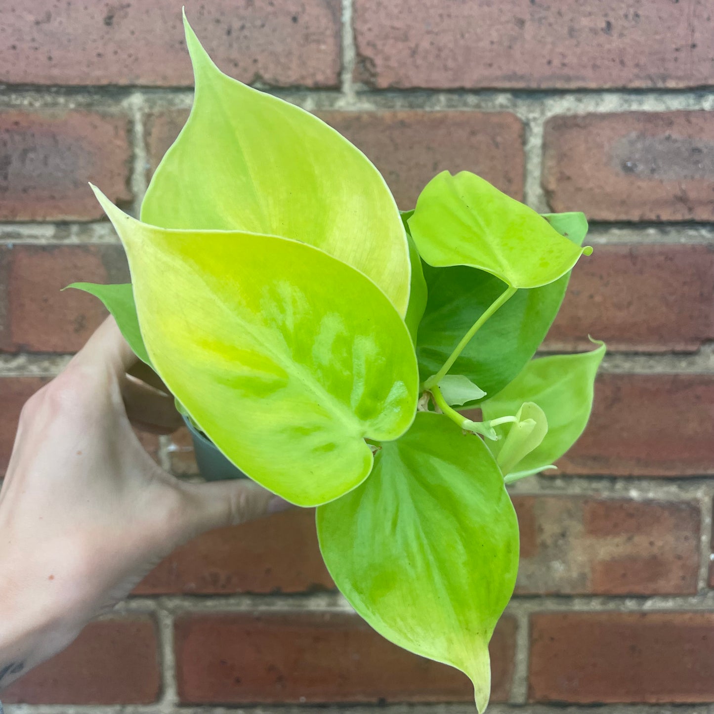Baby Philodendron Micans Lime