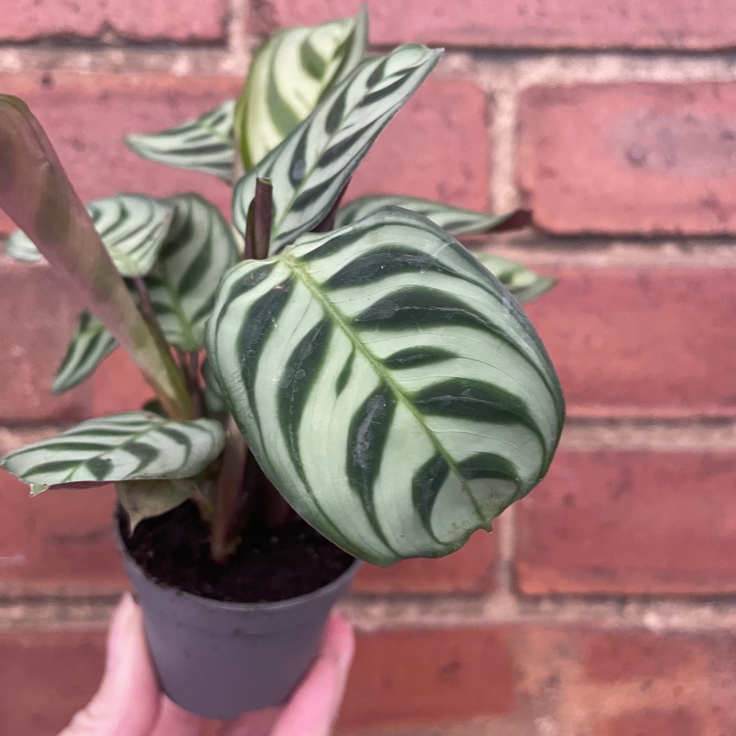 Baby Ctenanthe Burle Marxi Never Never Plant 6cm Pot