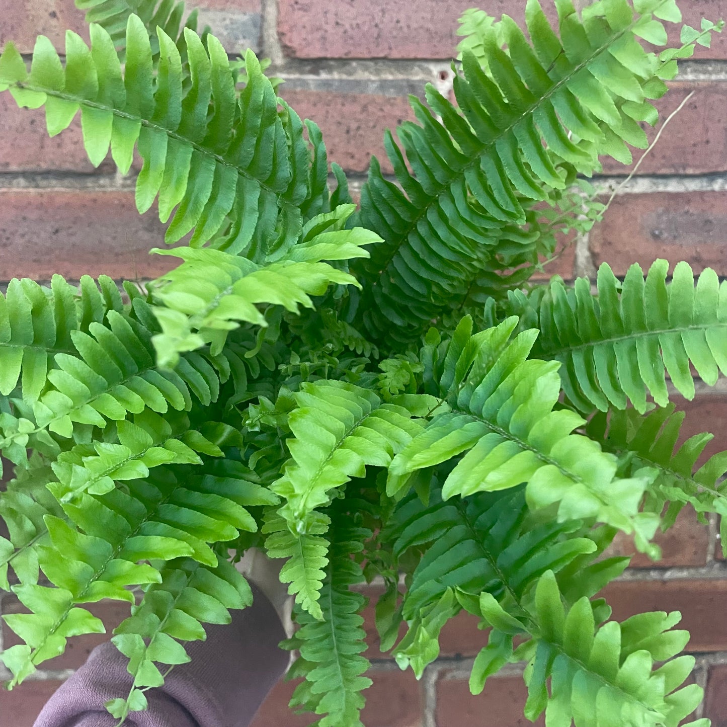 Boston Fern Fluffy Ruffles