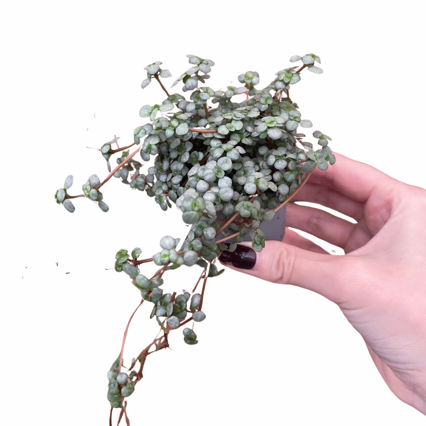 Baby Pilea Glaucophyll Greyzy Plant