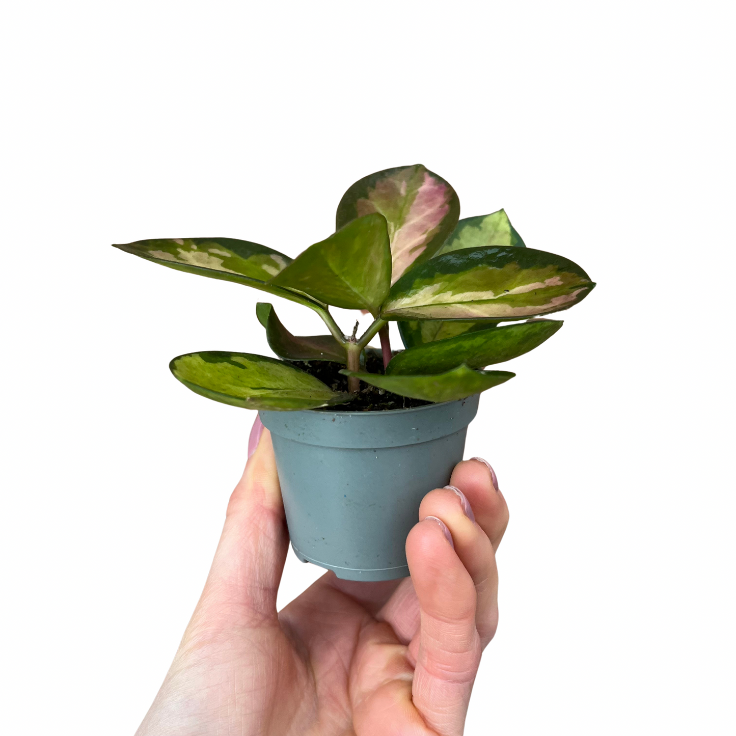 Baby Hoya Australis Lisa