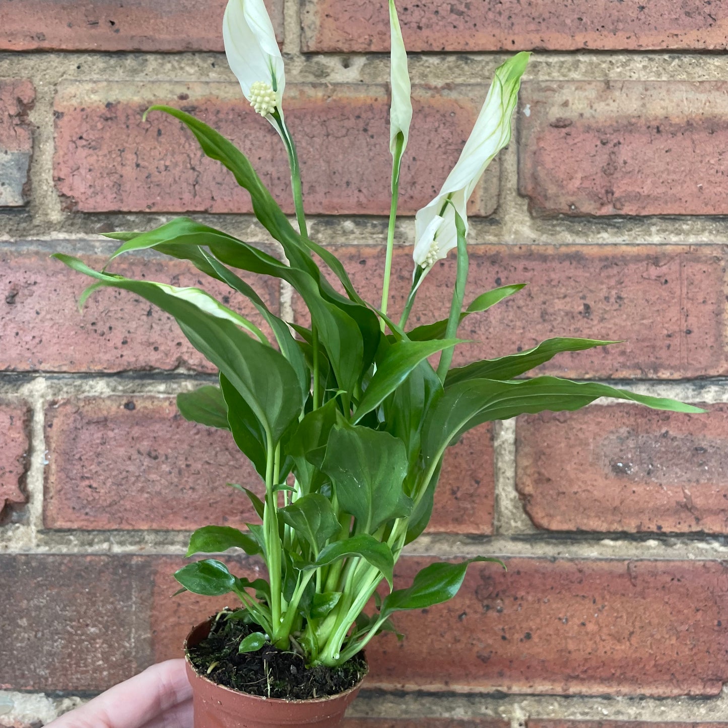 Baby Peace Lily