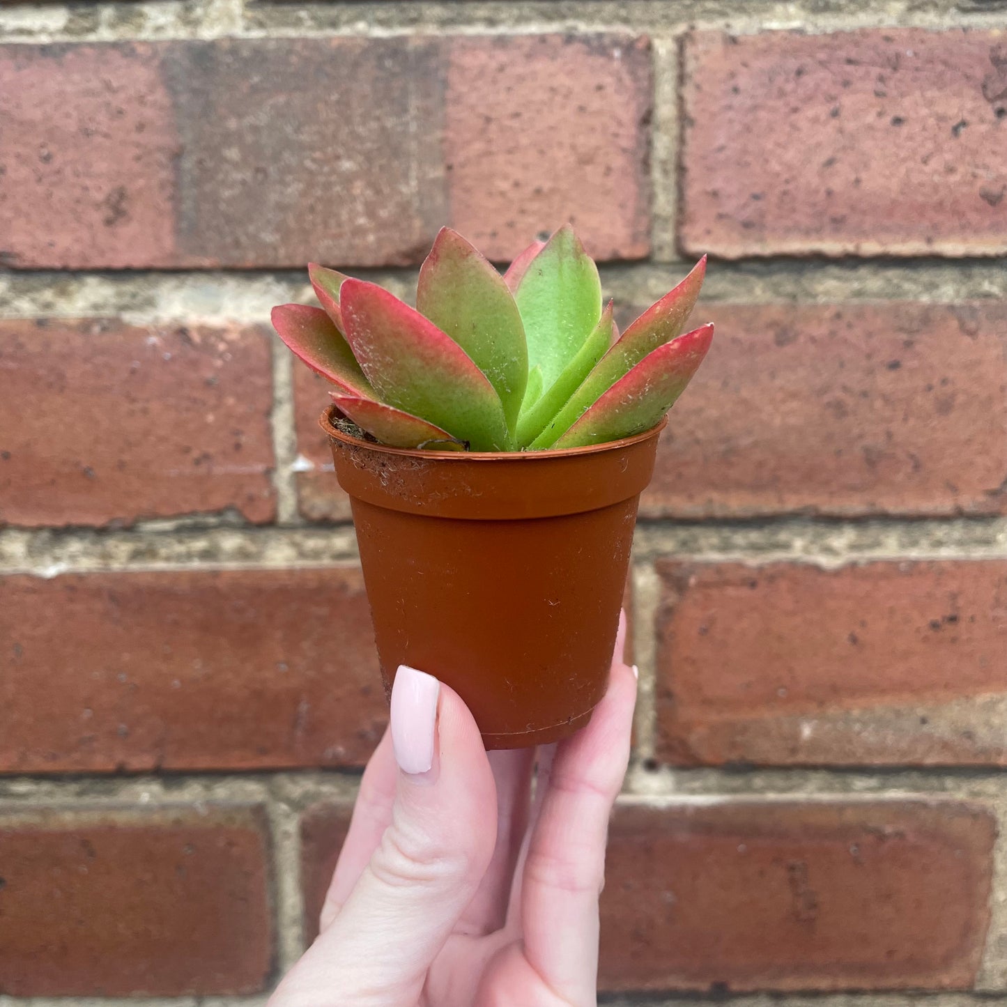 Crassula Capitella Campfire
