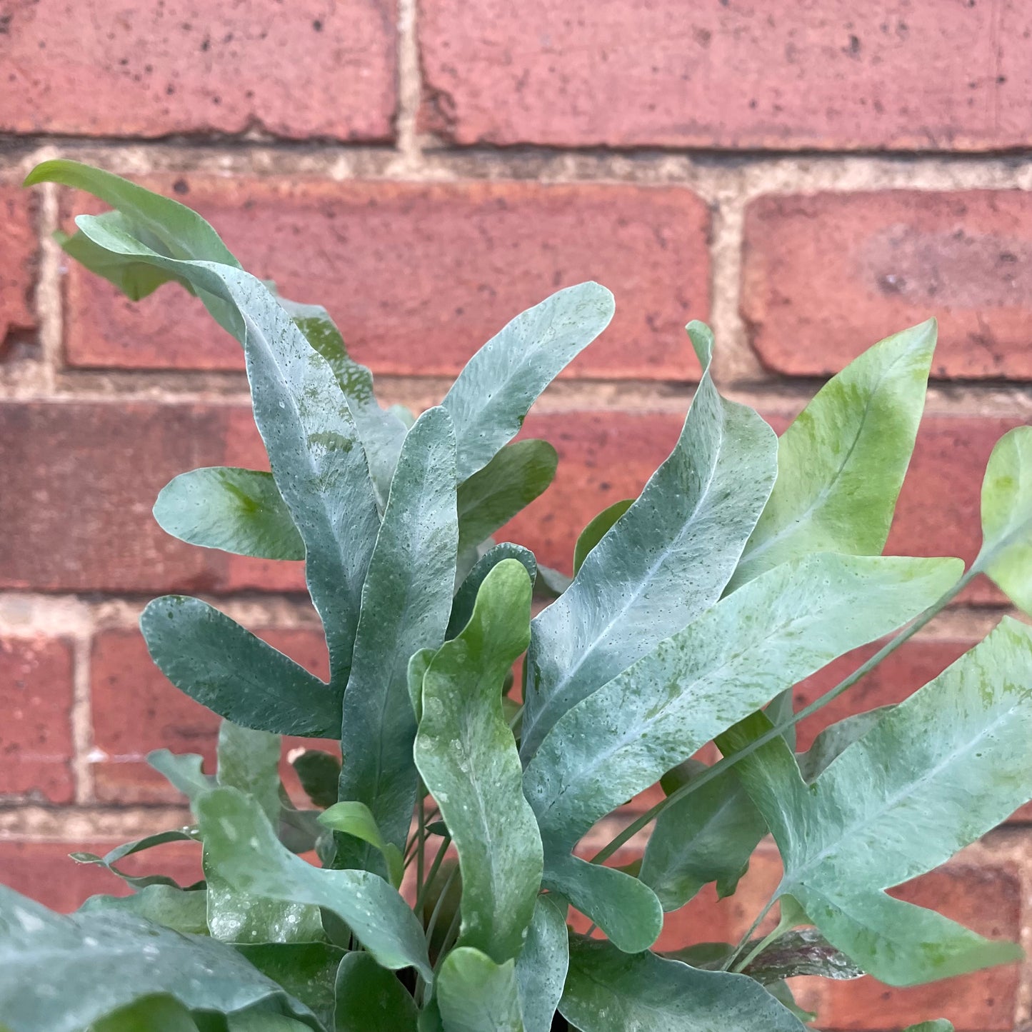 Phlebodium Blue Star Fern