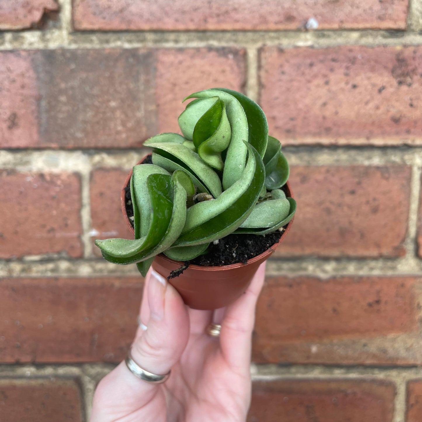 Baby Hoya Carnosa Compacta