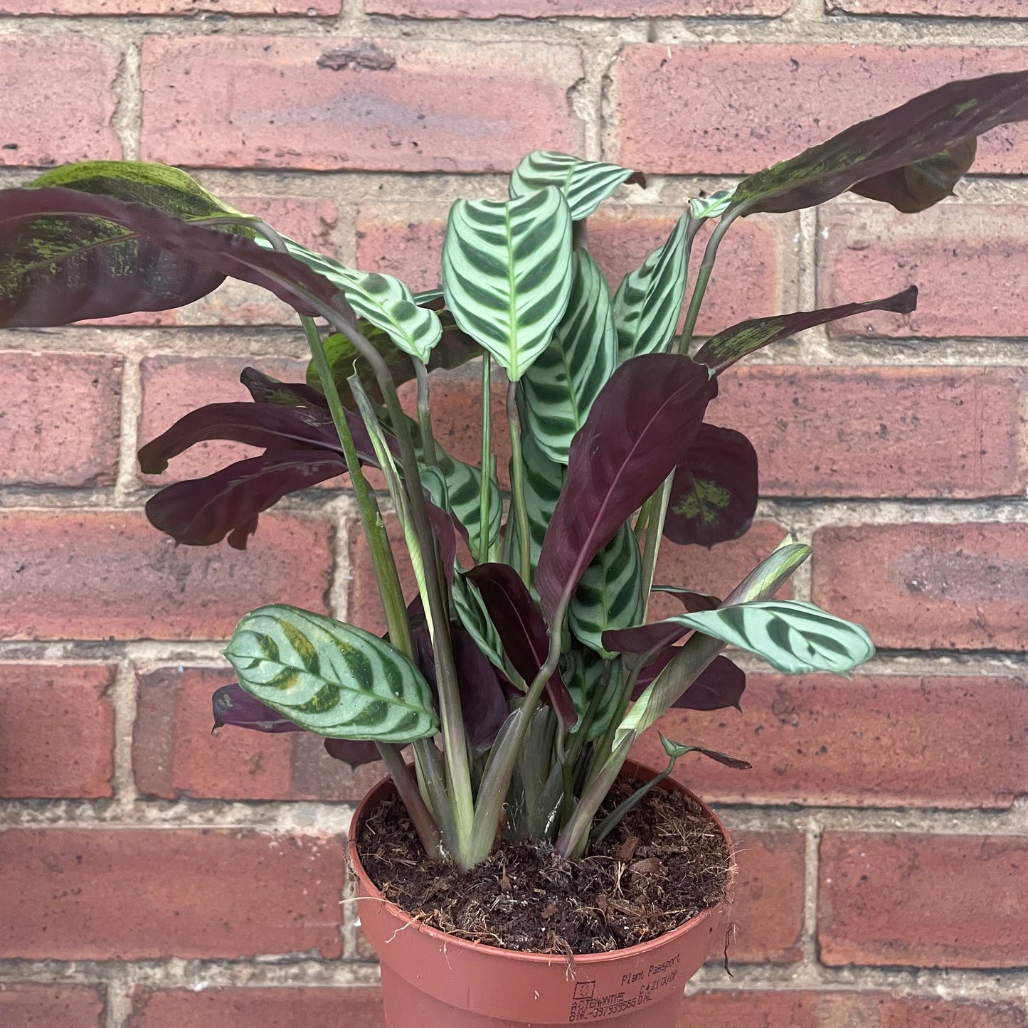 Ctenanthe Burle Marxi Never Never Plant 12cm Pot