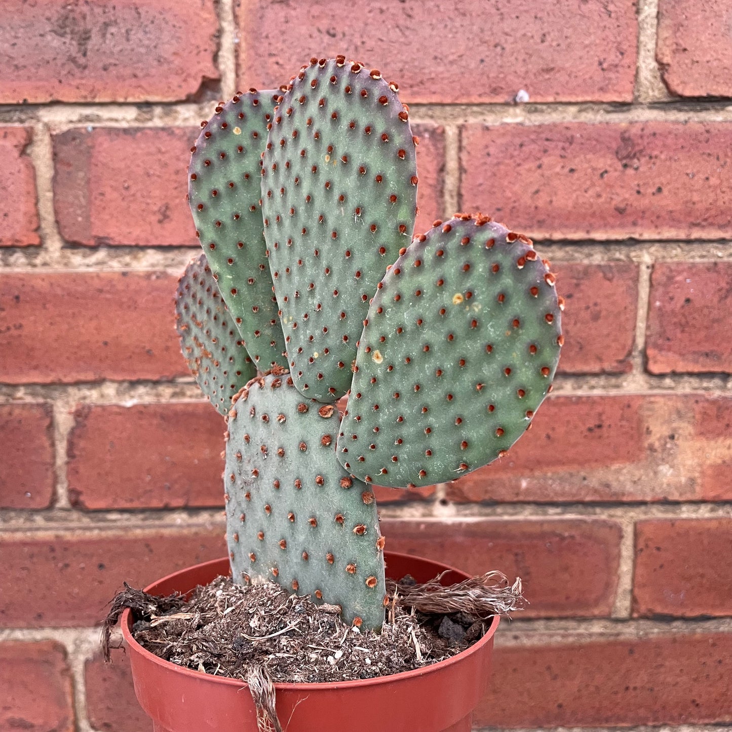 Optunia Microdasys Bunny Ears Cactus