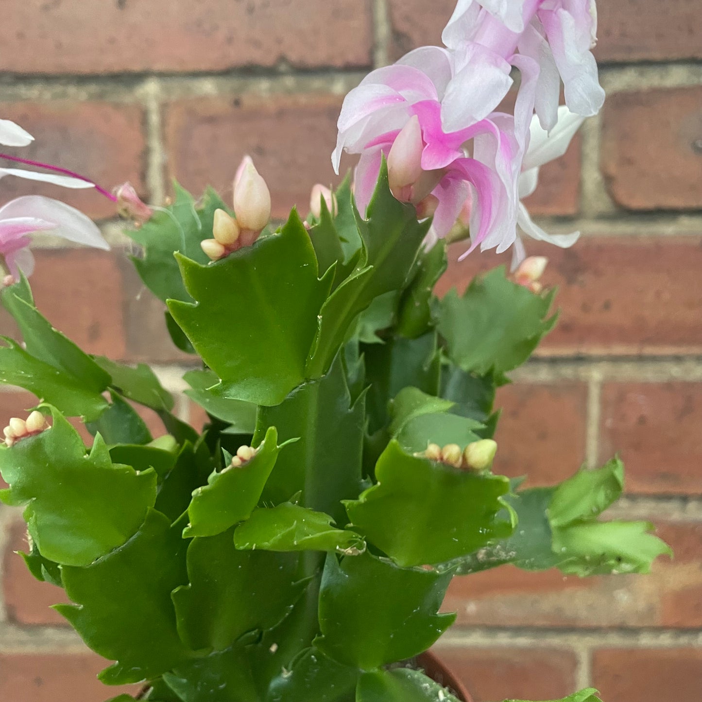 Schlumbergera Christmas Cactus