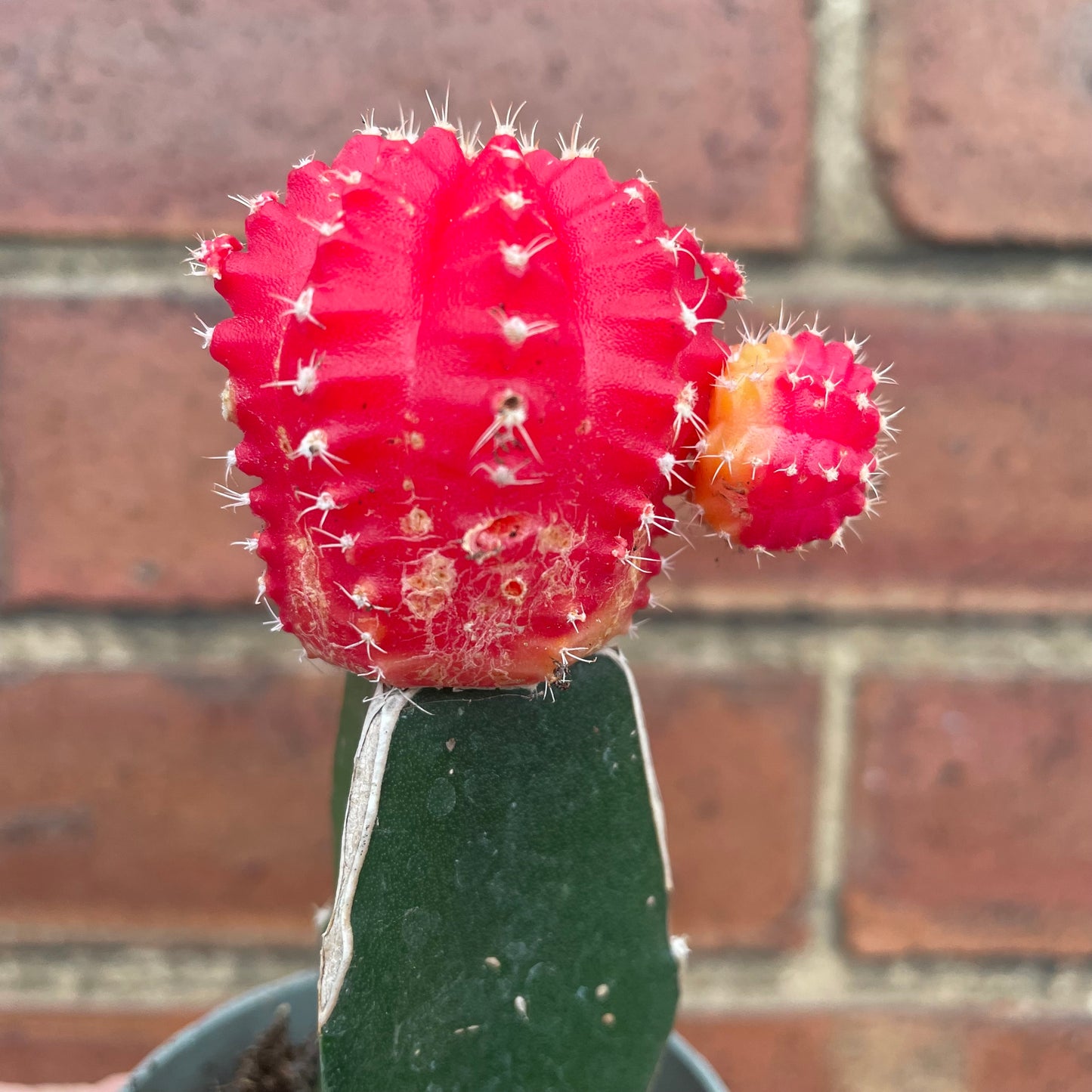 Gymnocalycium Mihanovichii Moon Cactus