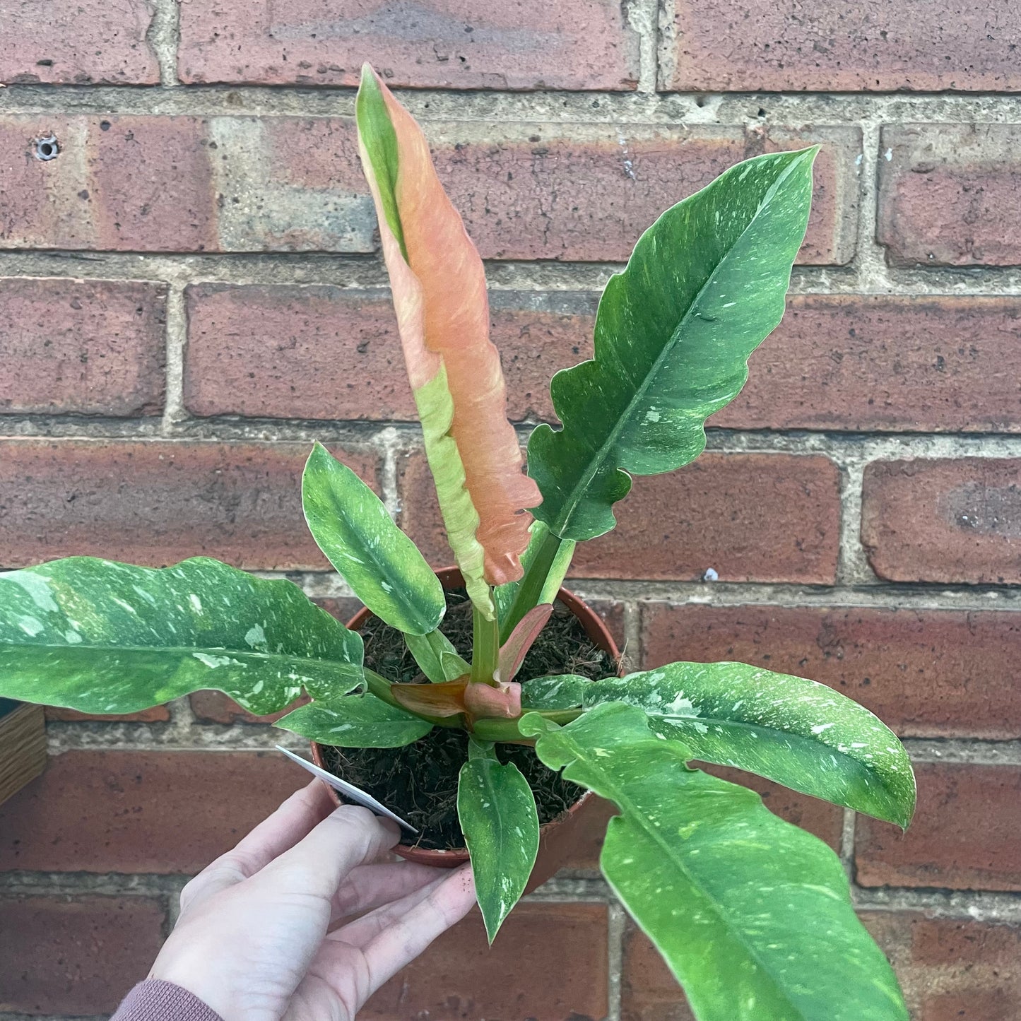 Philodendron Ring Of Fire