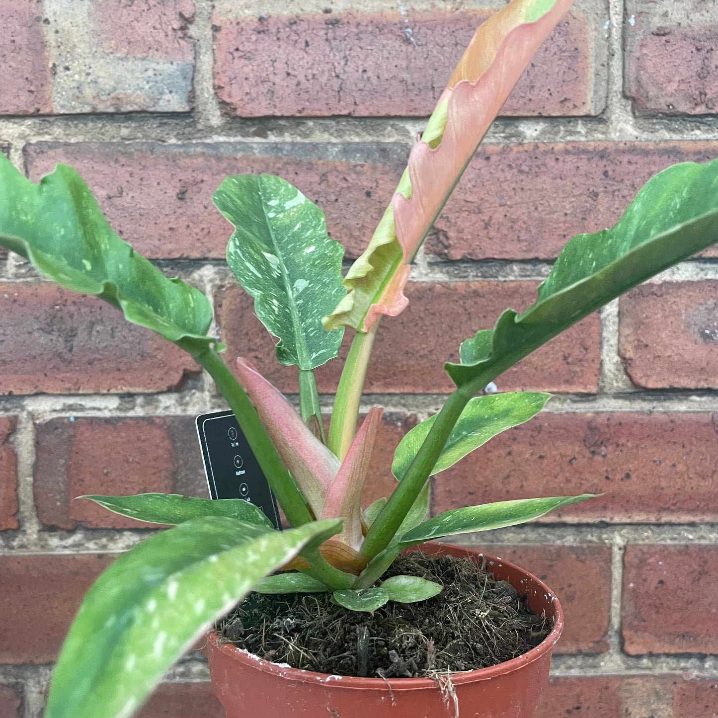Philodendron Ring Of Fire