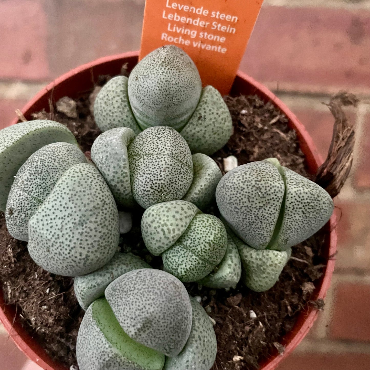 Living Stone/Lithops