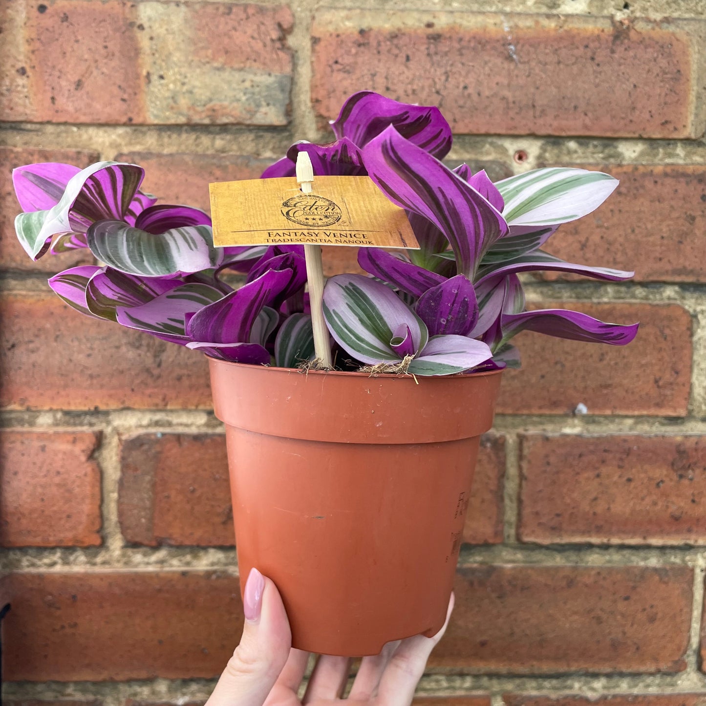 Tradescantia Albiflora Nanouk 12cm