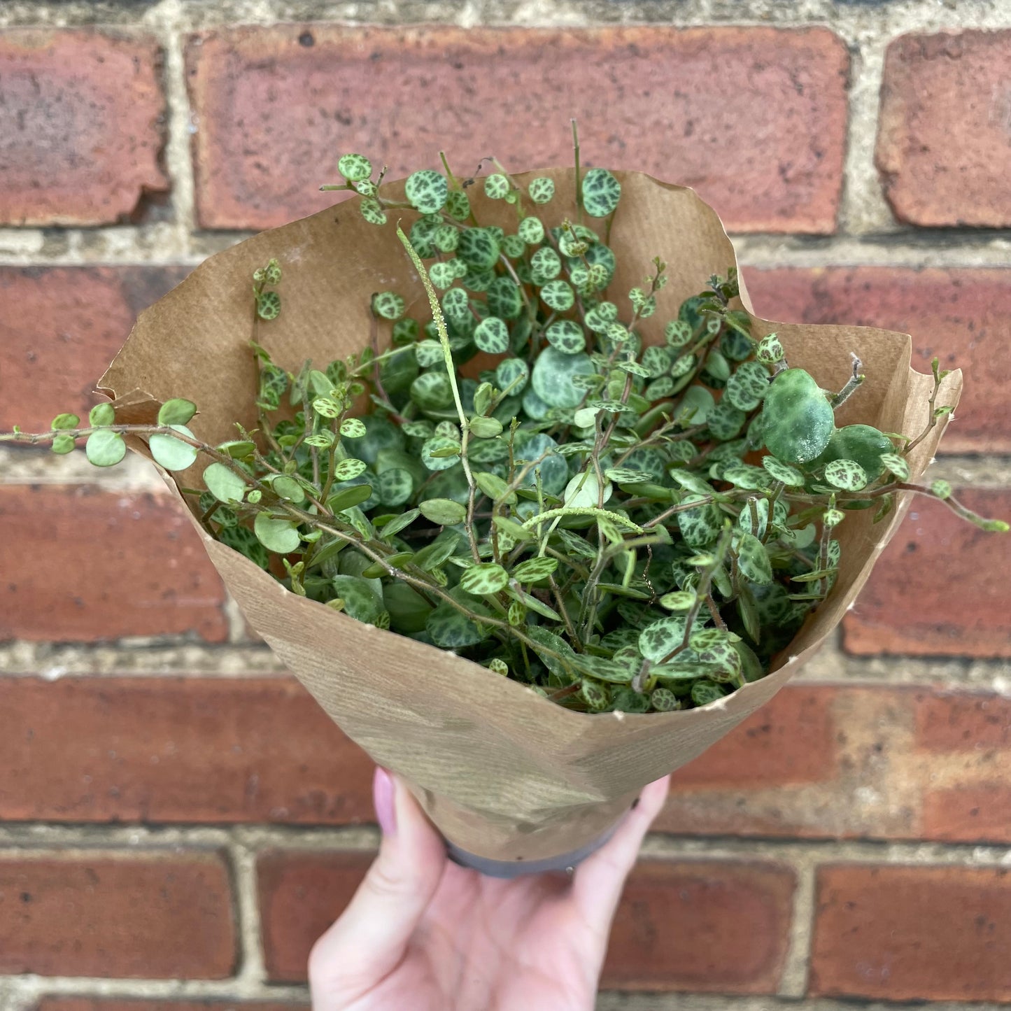 Peperomia Prostrata/String Of Turtles