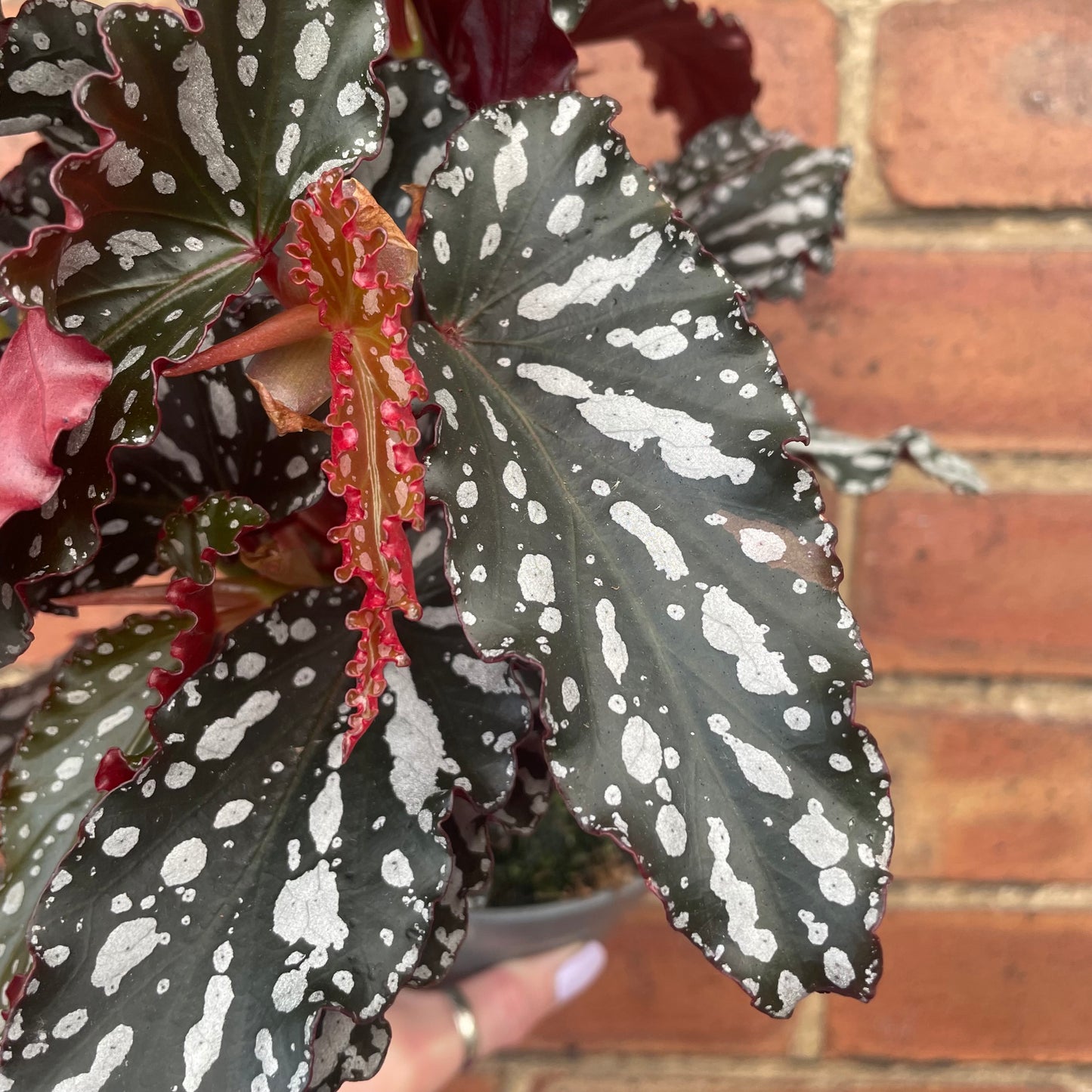 Begonia Maculata 'Crackling Rosie'