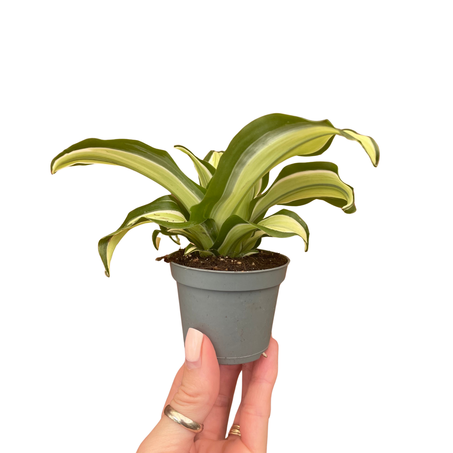 Baby Dracaena Fragrans Malaika Curly