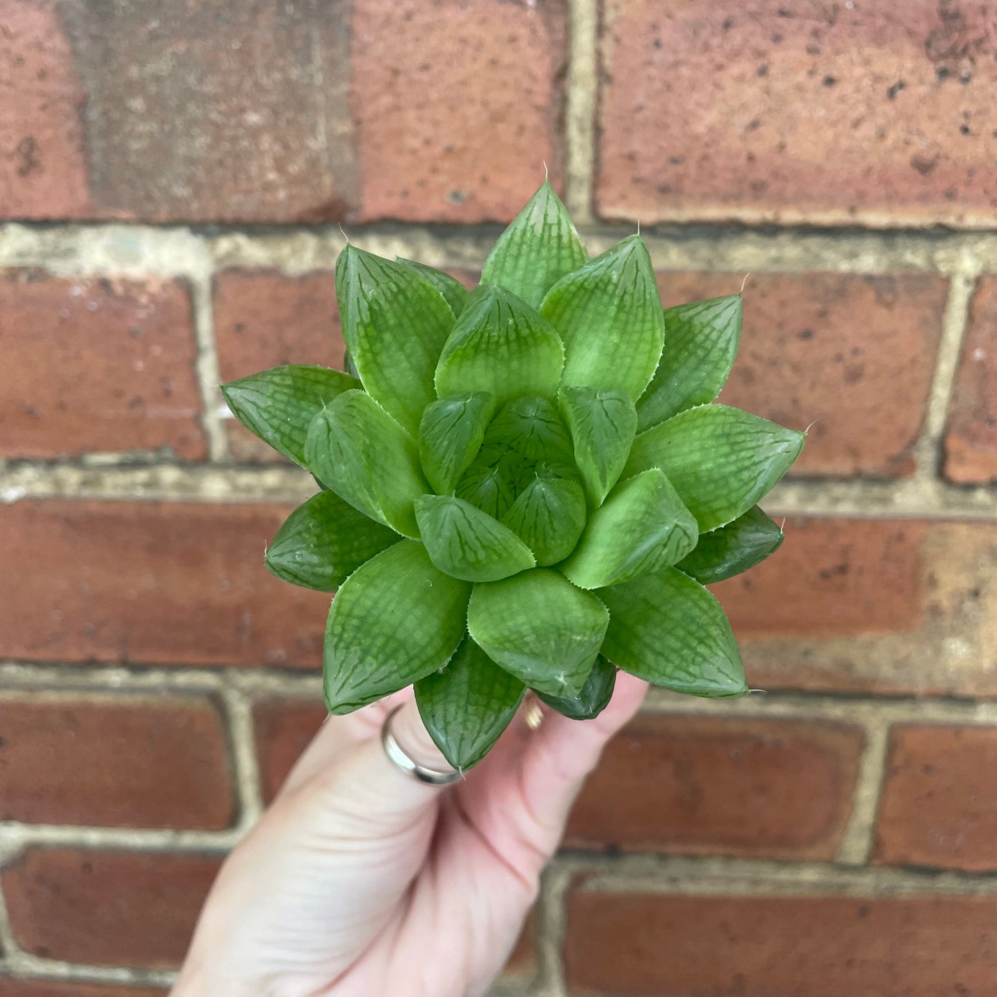 Baby Haworthia Cooperi