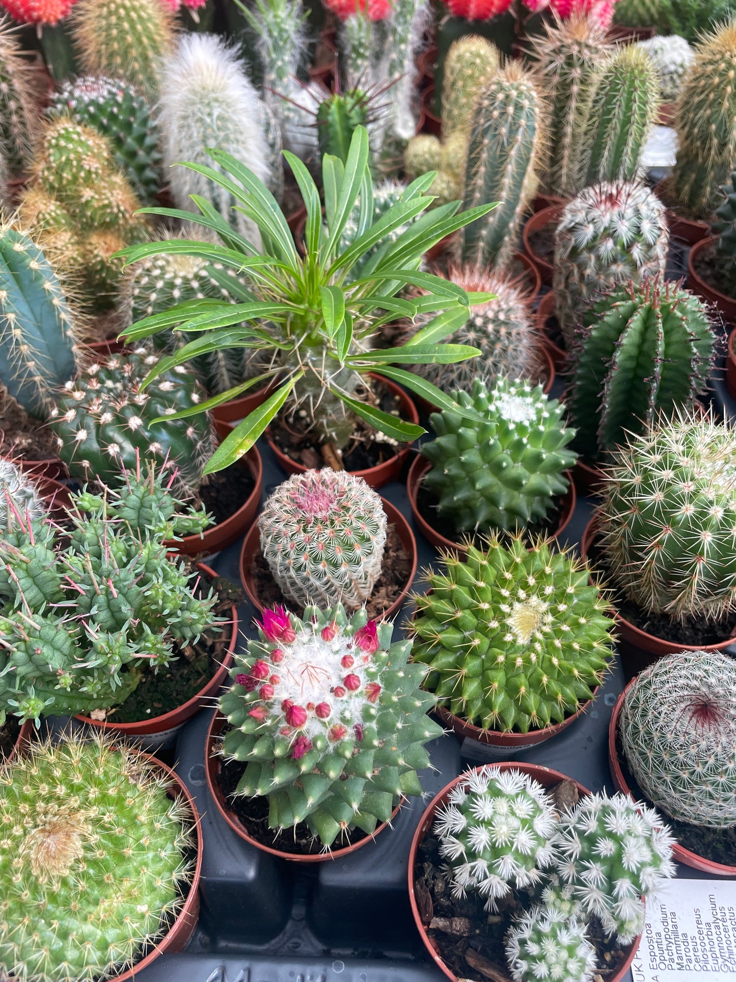 Mini Cactus Mix