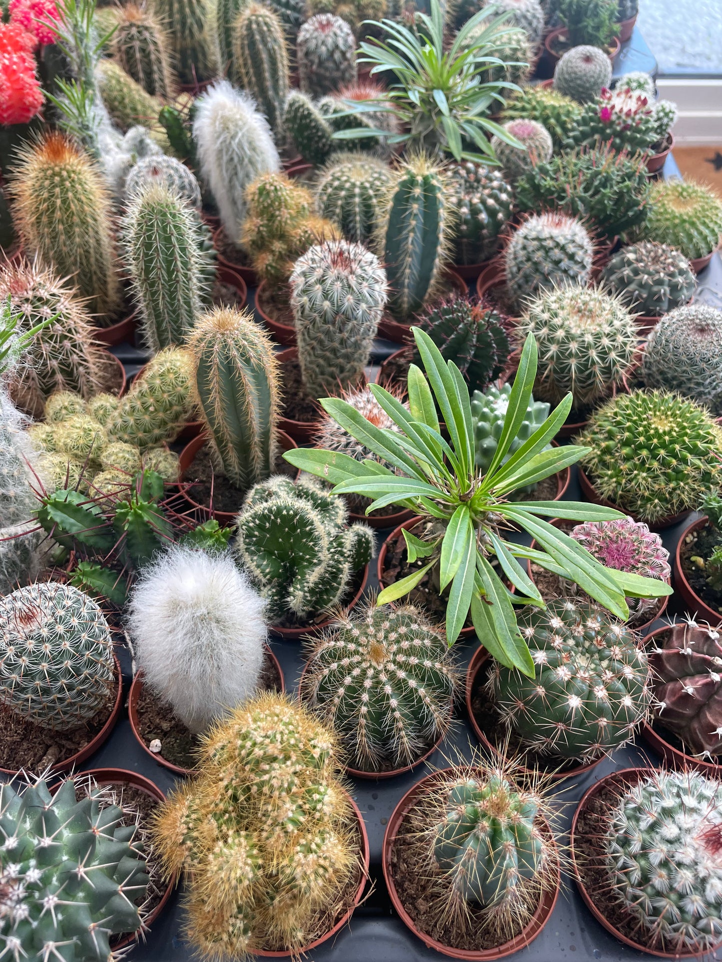 Mini Cactus Mix