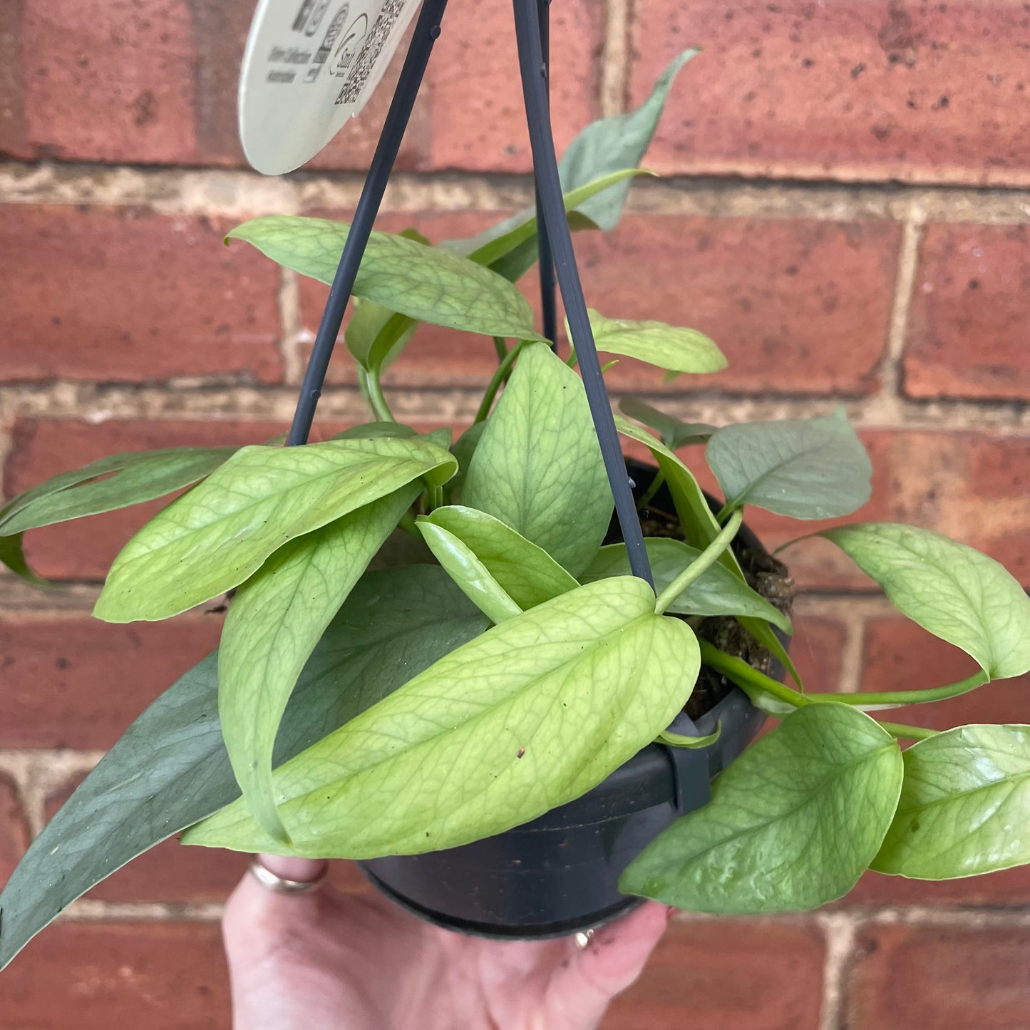 Cebu Blue Pothos