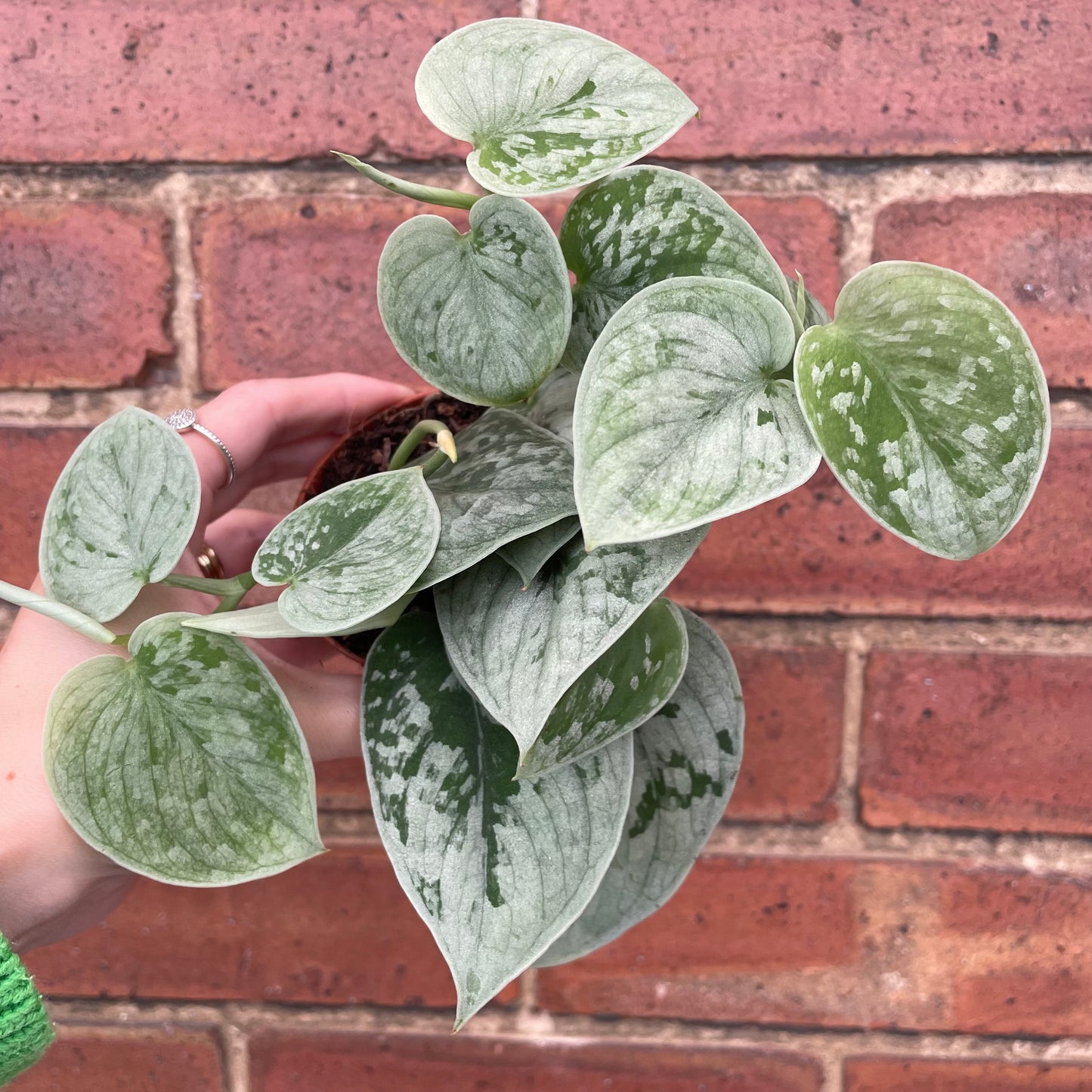 Scindapsus Pictus Silvery Ann Satin Pothos