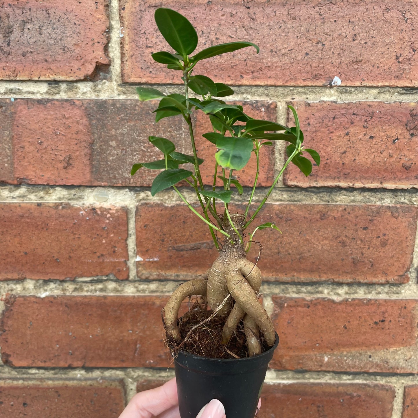 Baby Ficus Ginseng Bonsai Tree