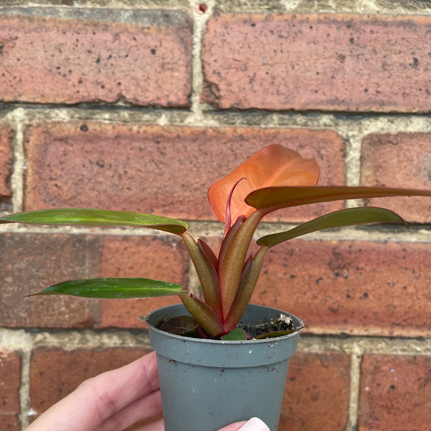 Baby Philodendron Red Sun
