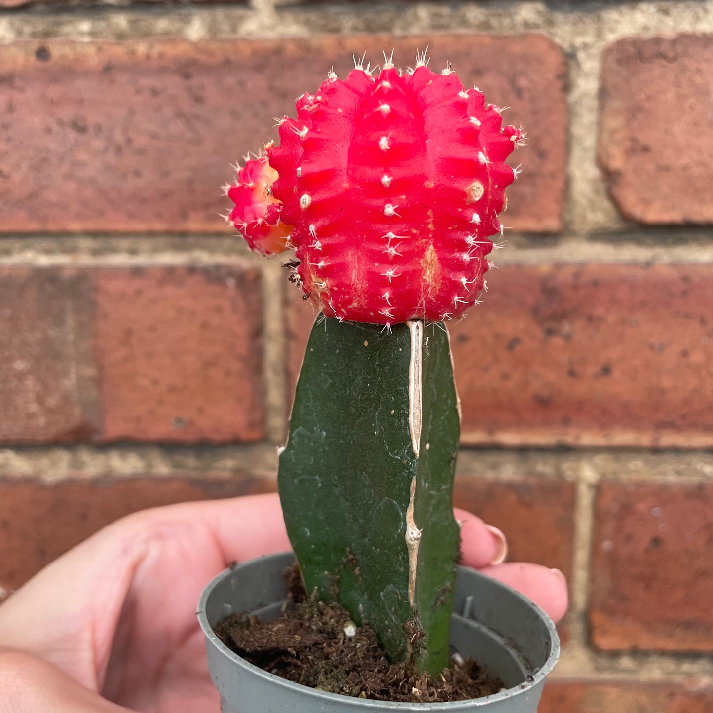 Gymnocalycium Mihanovichii Moon Cactus