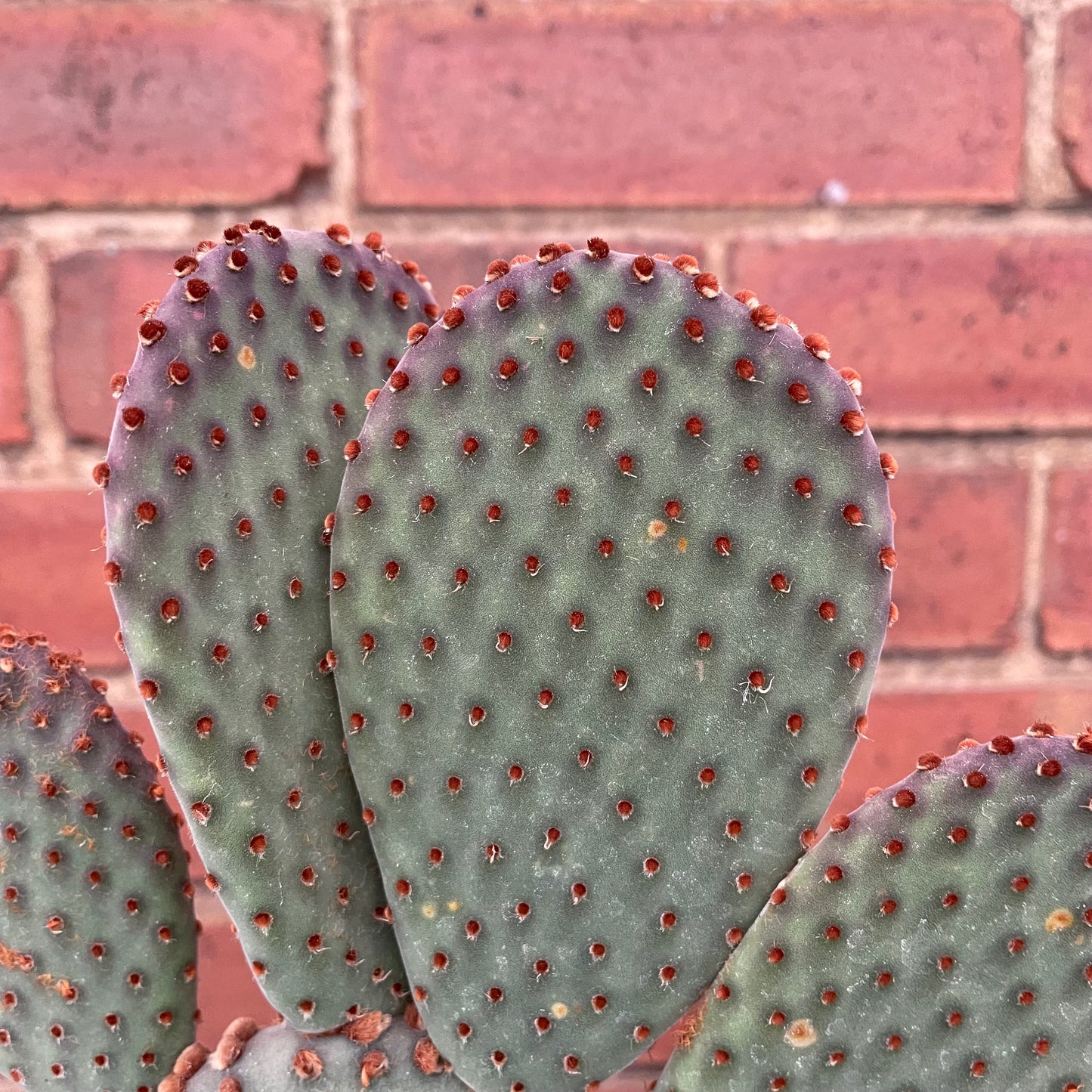 Optunia Microdasys Bunny Ears Cactus